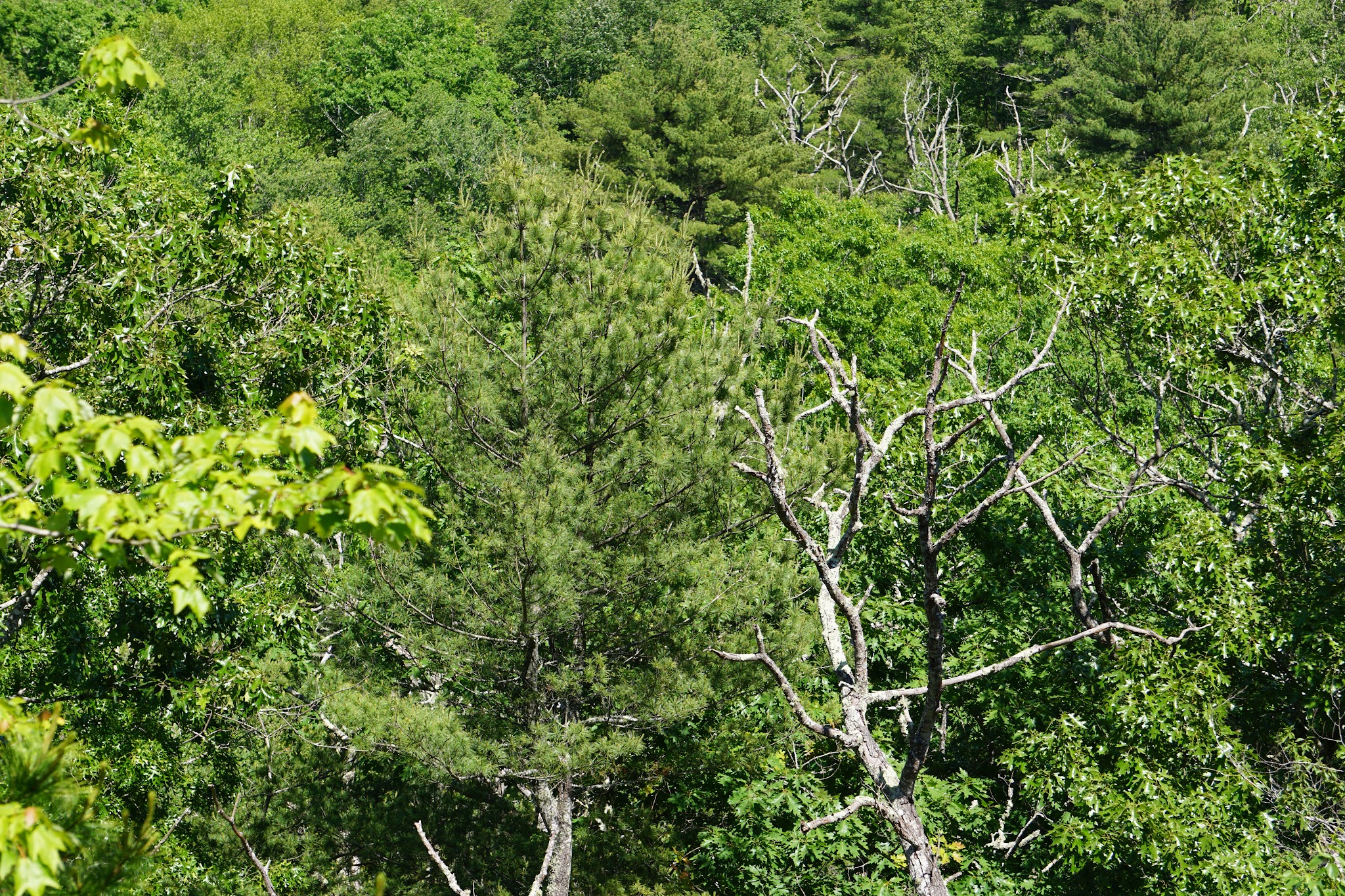 Mount Misery Campground