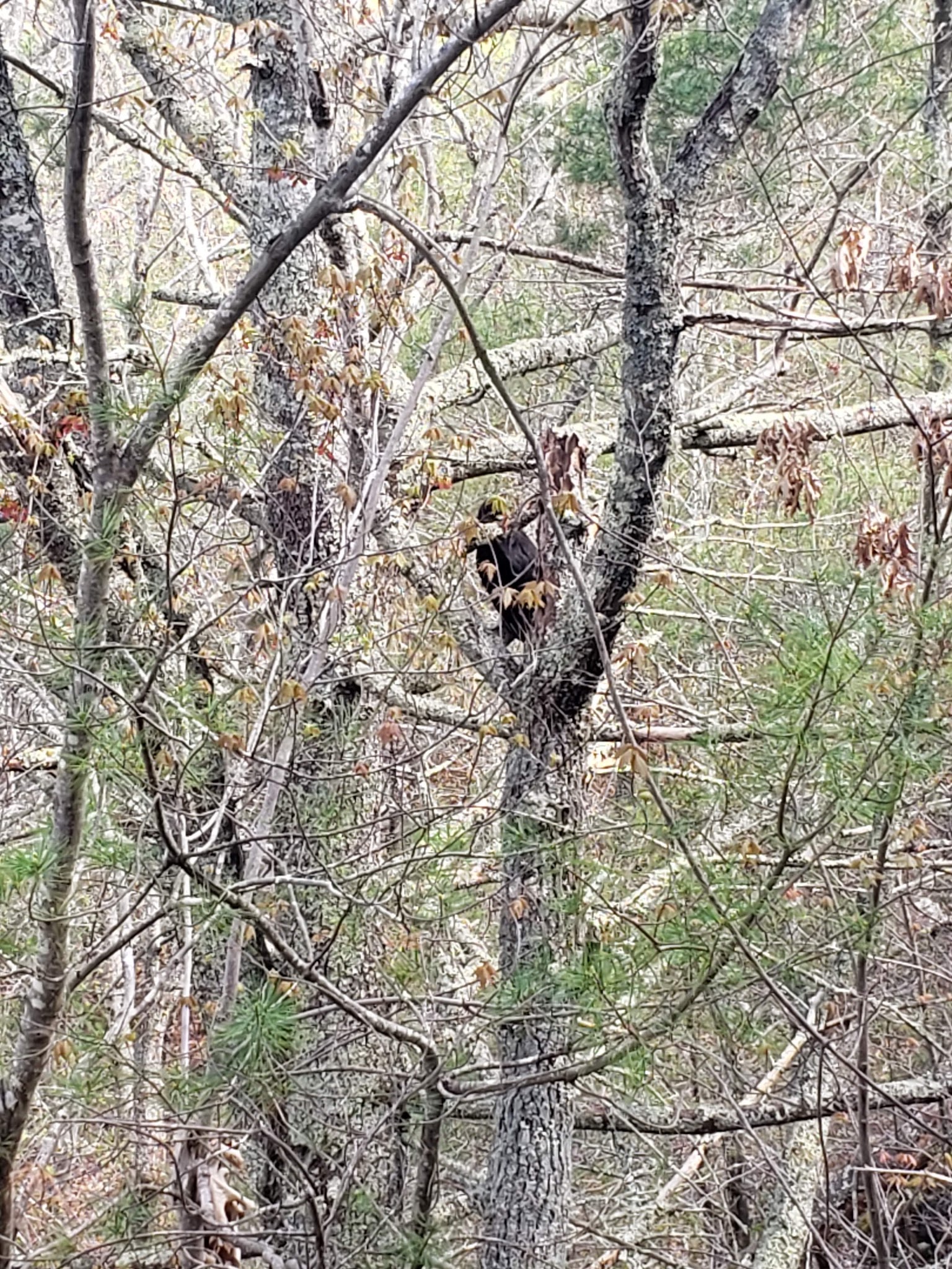 Mount Misery Campground