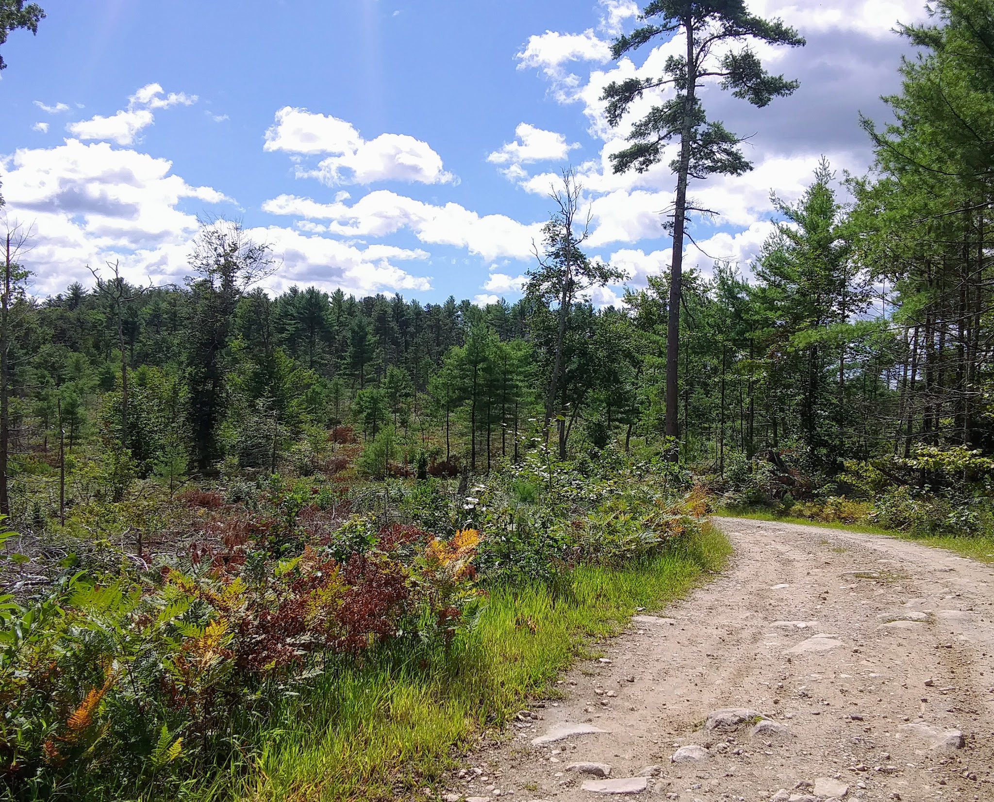 Mount Misery Campground