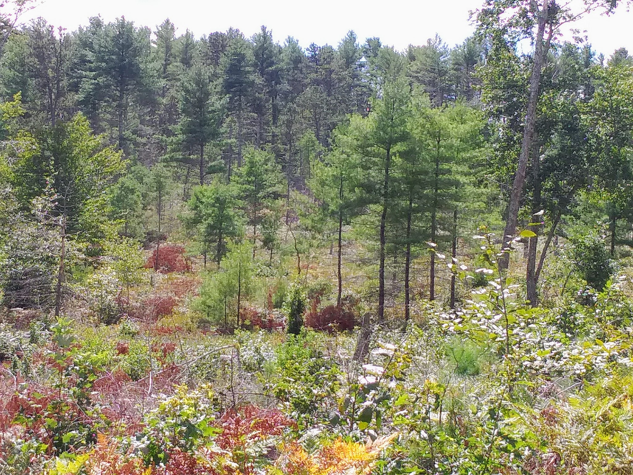 Mount Misery Campground