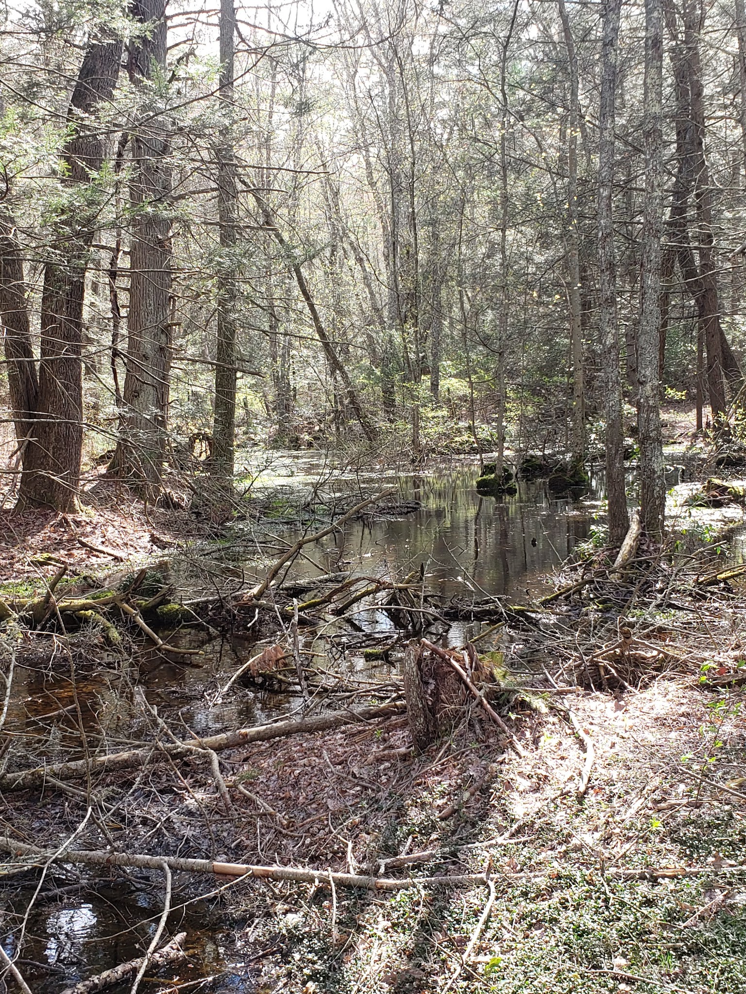 Mount Misery Campground