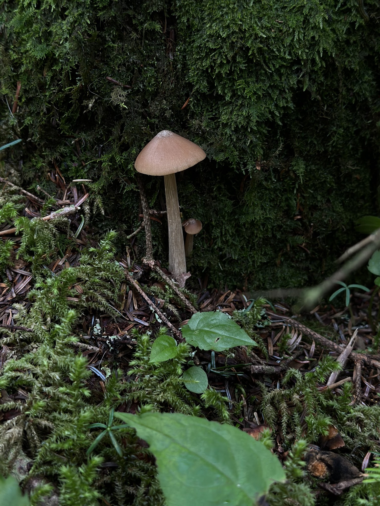 Mount Mitchell State Park