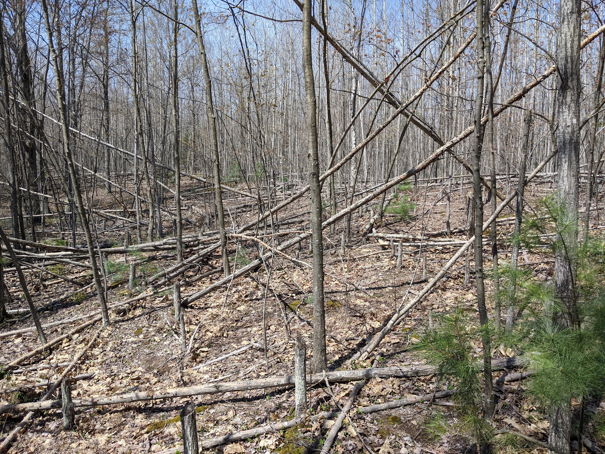 Mud Lake State Forest Campground
