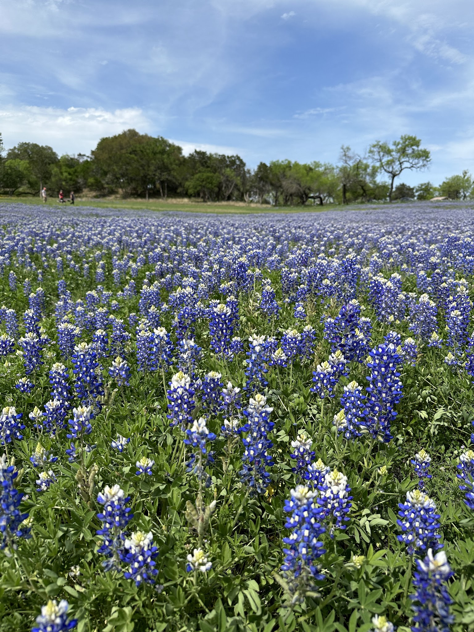 Muleshoe Bend Recreation Area
