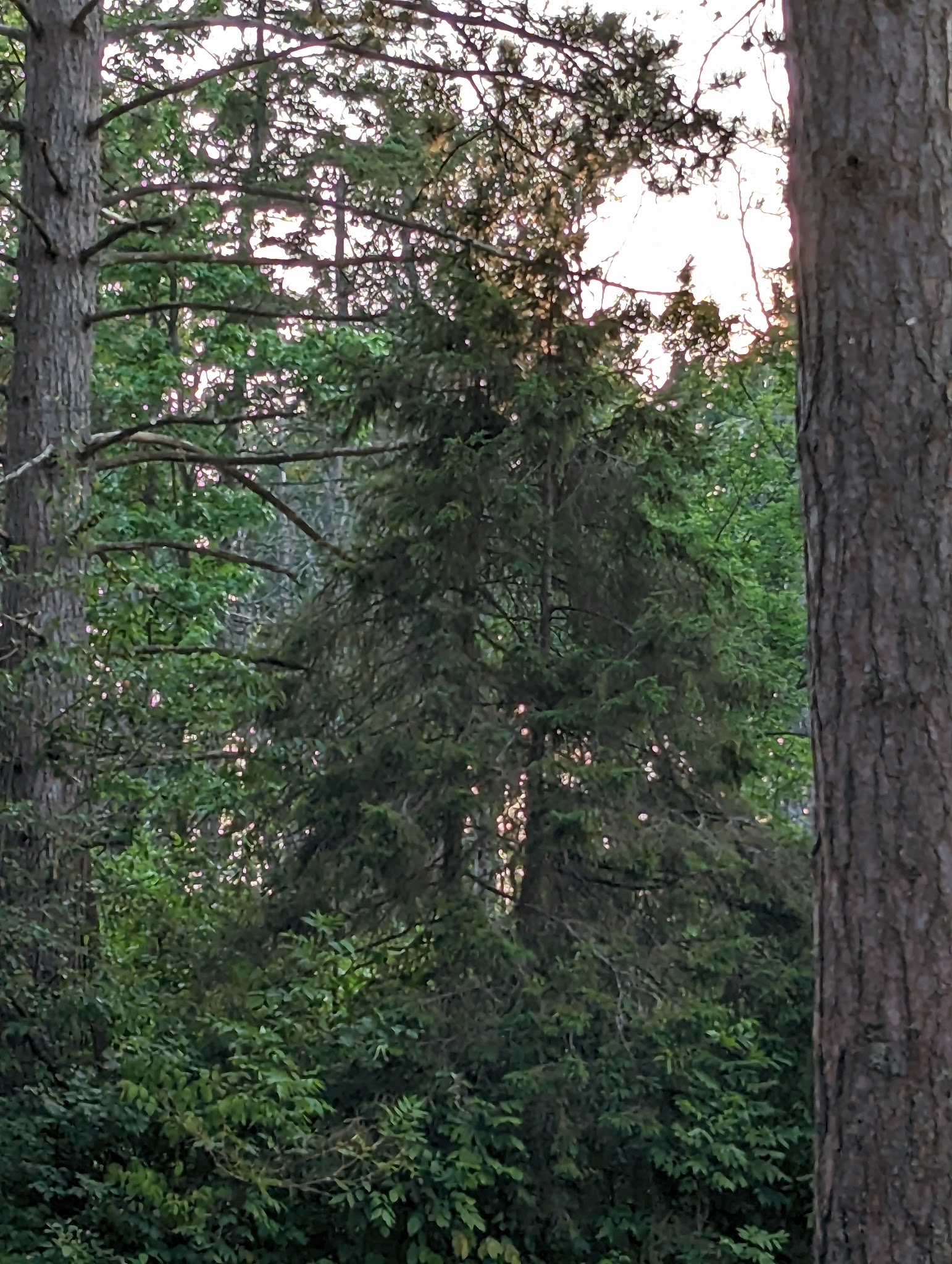 Munuscong River State Forest Campground