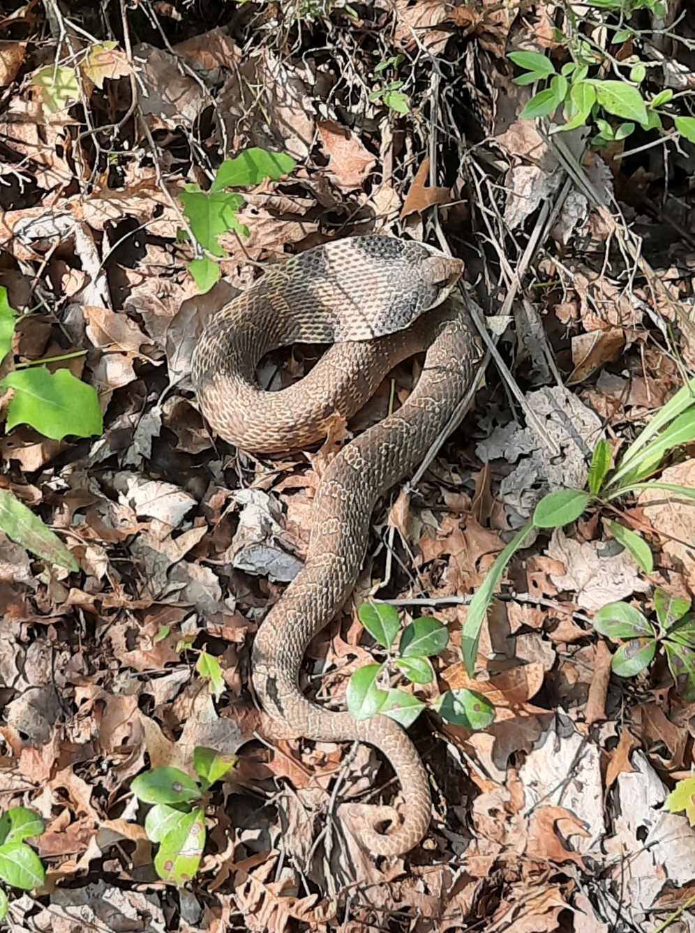 Muskrat Lake State Forest Campground