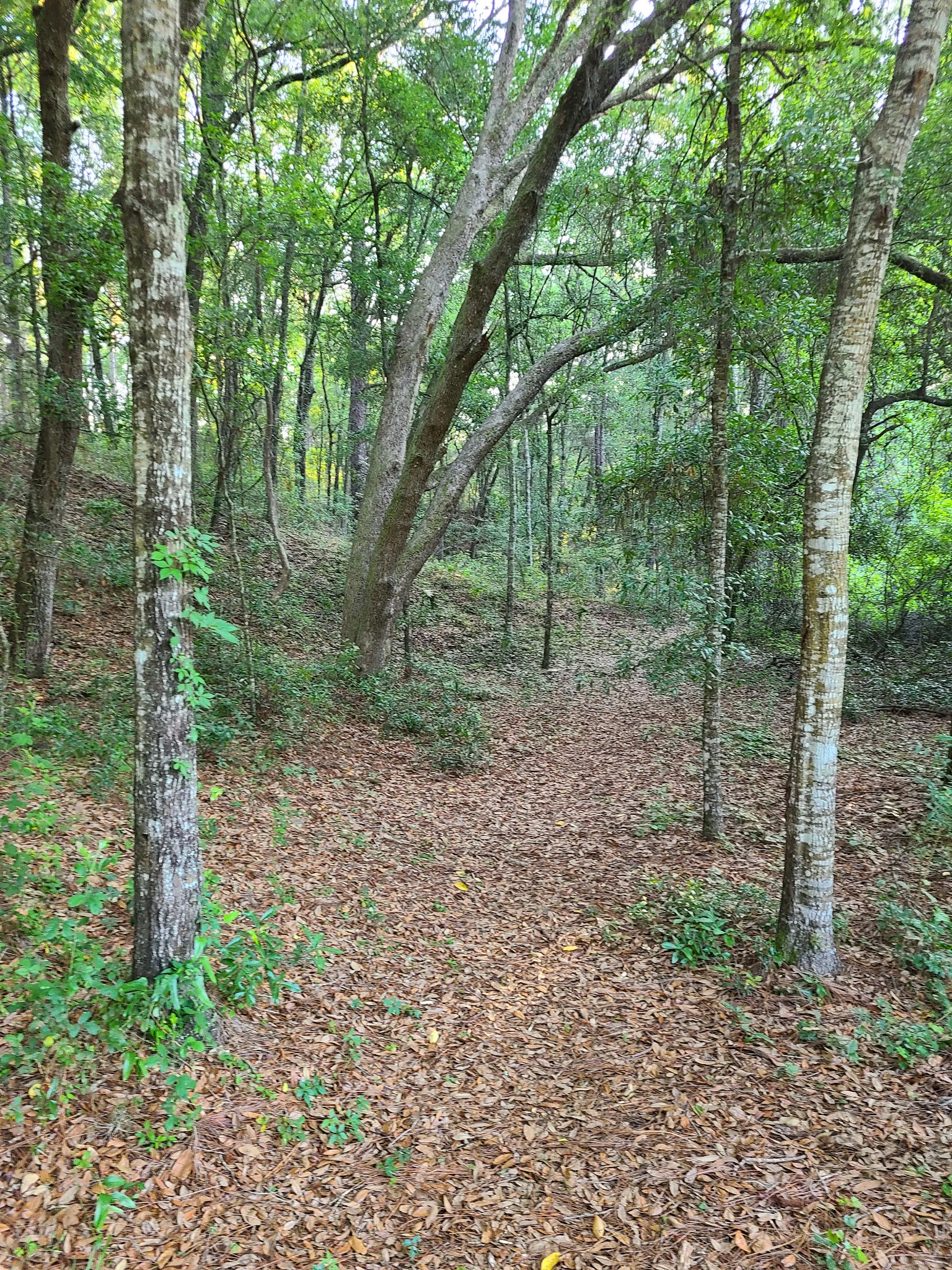 Mutual Mine Youth Group Camp Withlacoochee State Forest