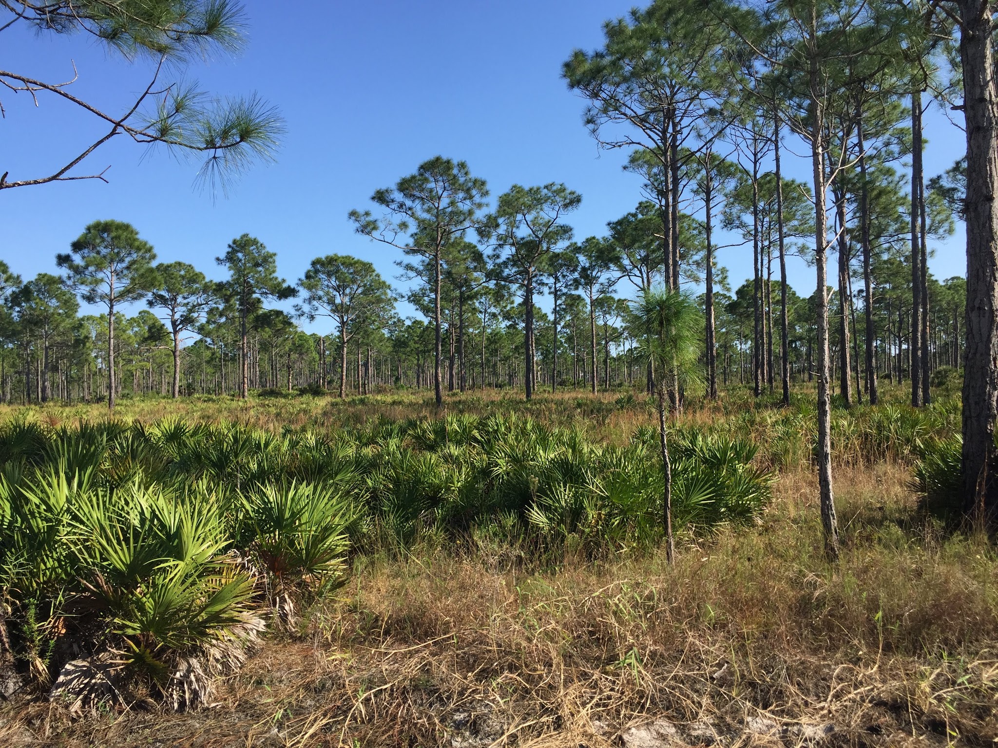 Myakka State Forest Flying A Group Camp