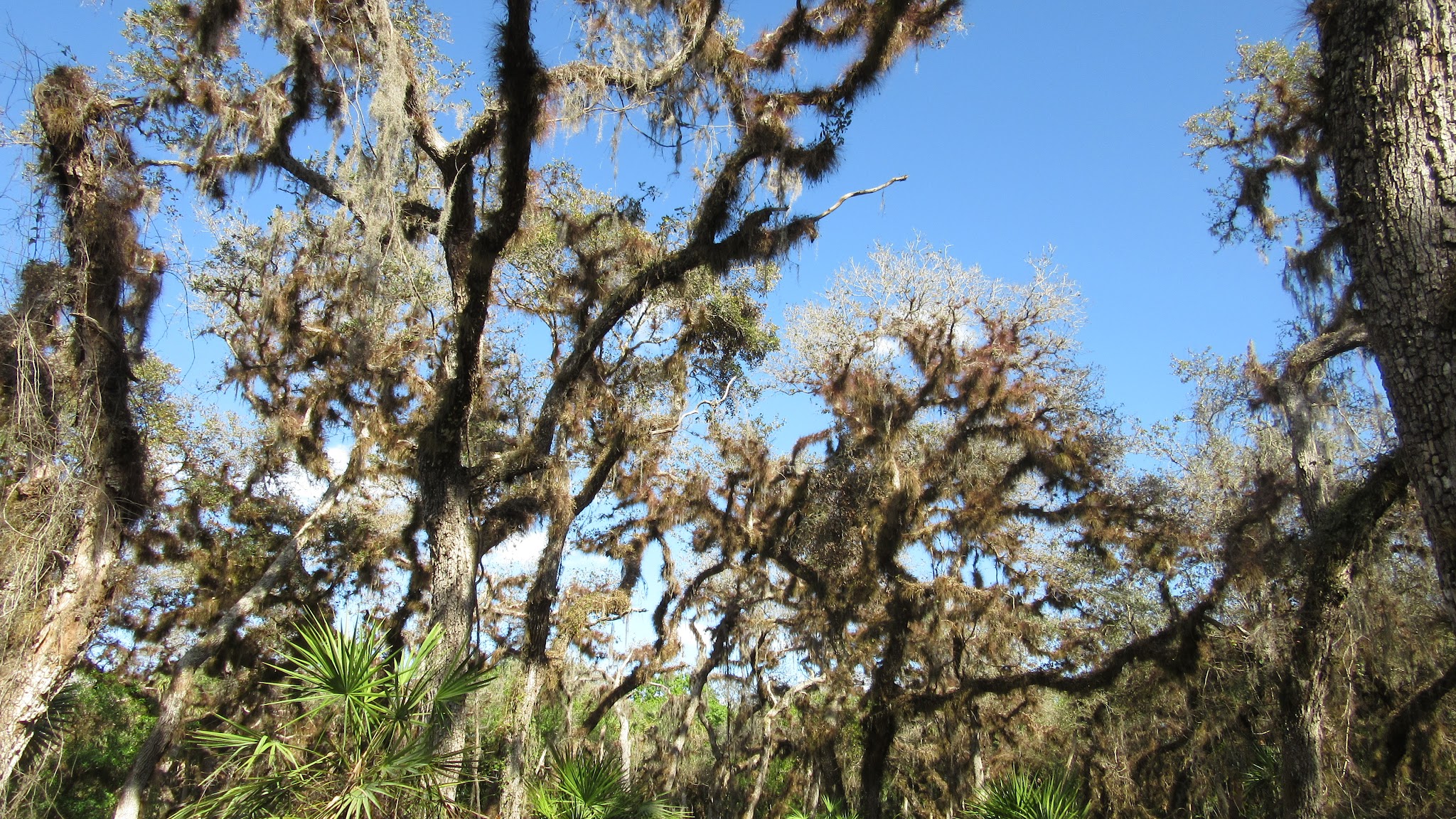 Myakka State Forest Flying A Group Camp
