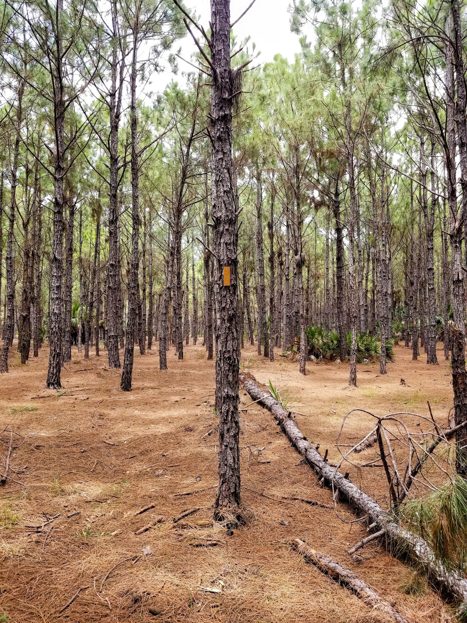 Myakka State Forest Flying A Group Camp