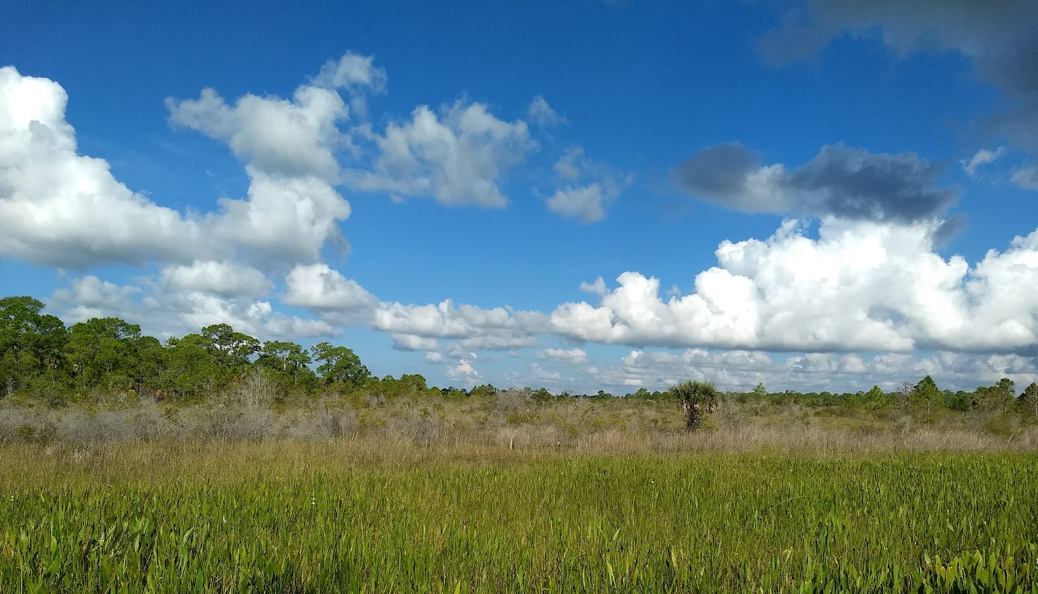 Myakka State Forest Flying A Group Camp