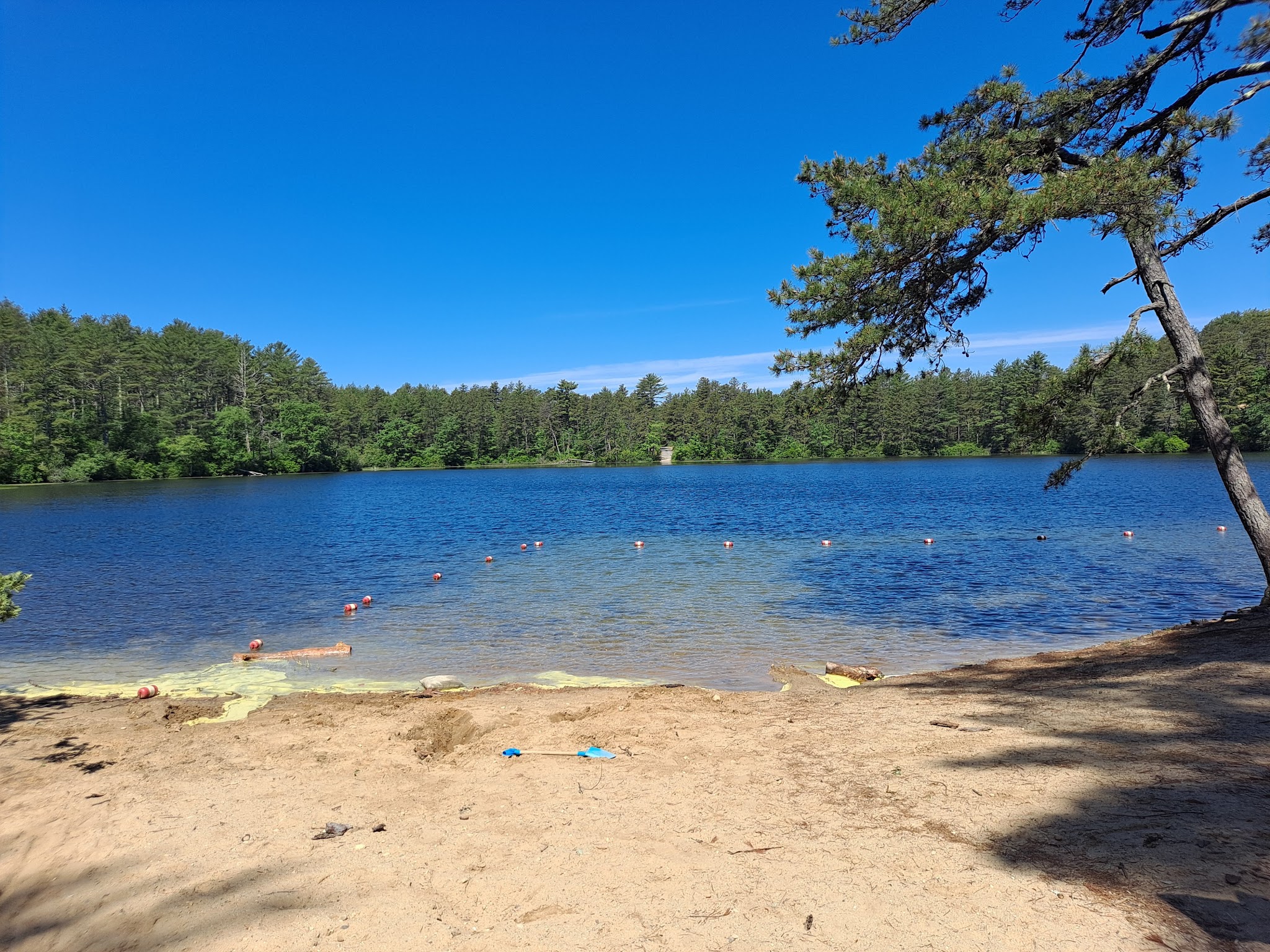 Myles Standish State Forest
