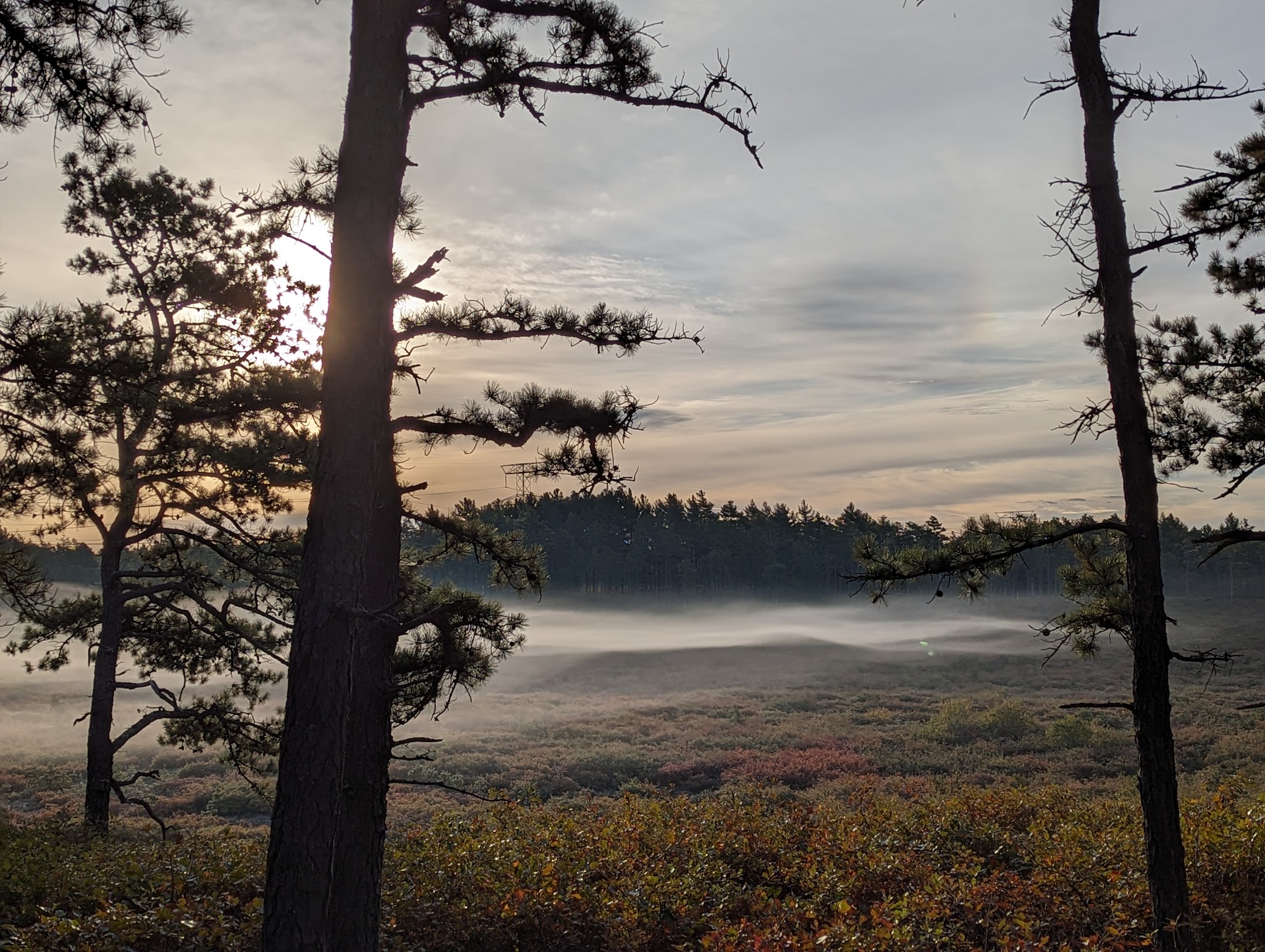 Myles Standish State Forest