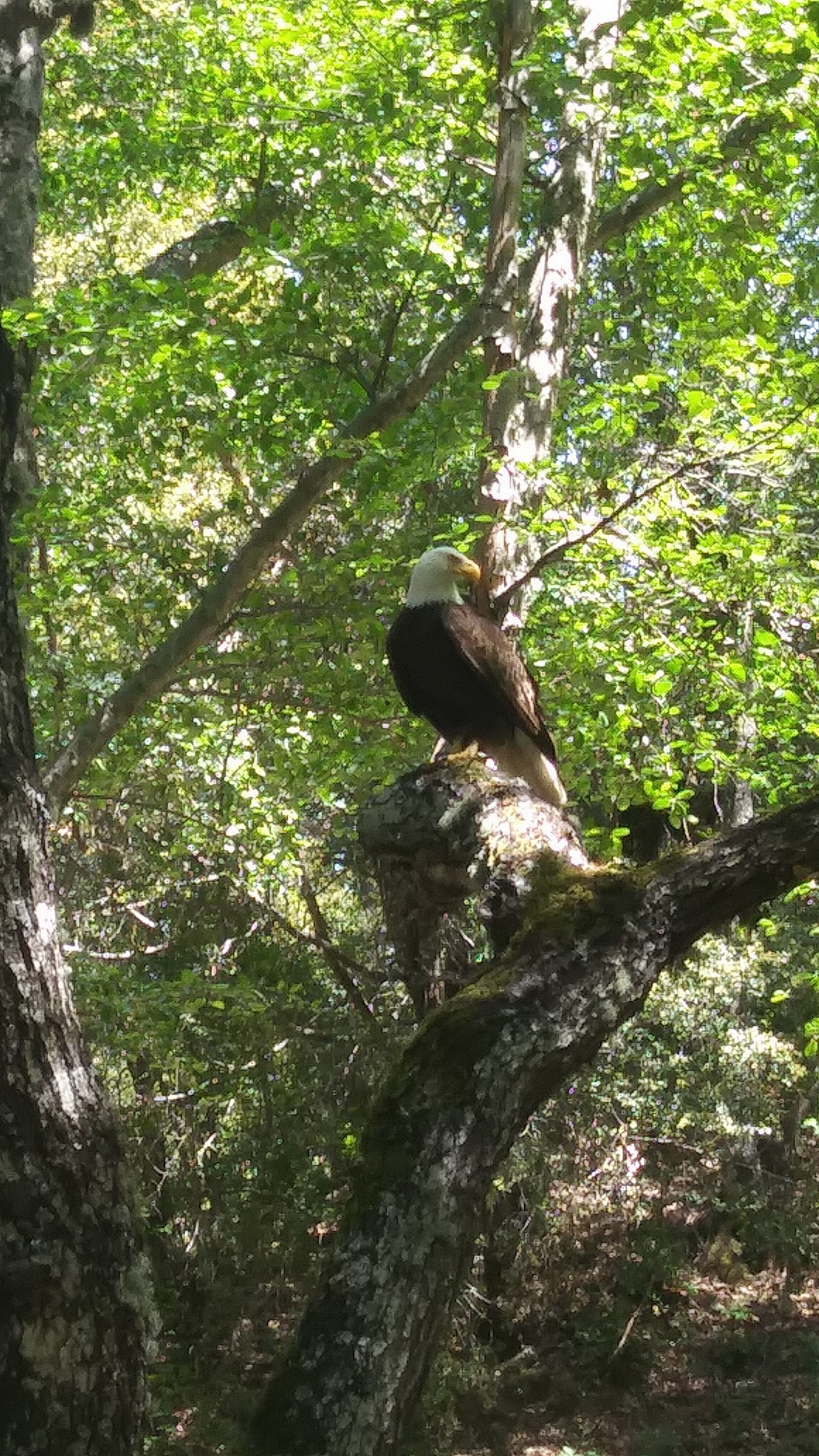 Nacimiento Campground