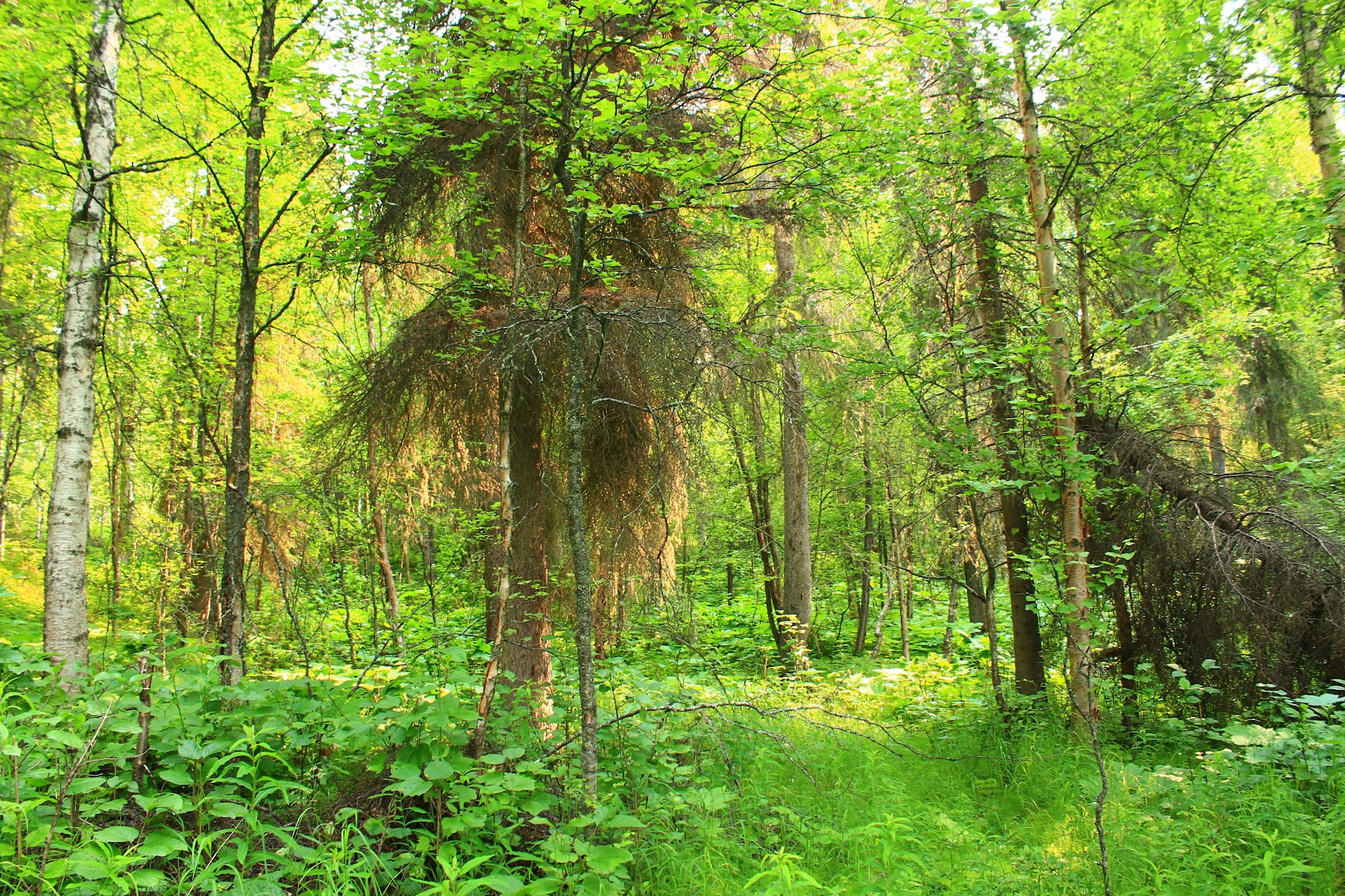 Nancy Lake State Recreation Site