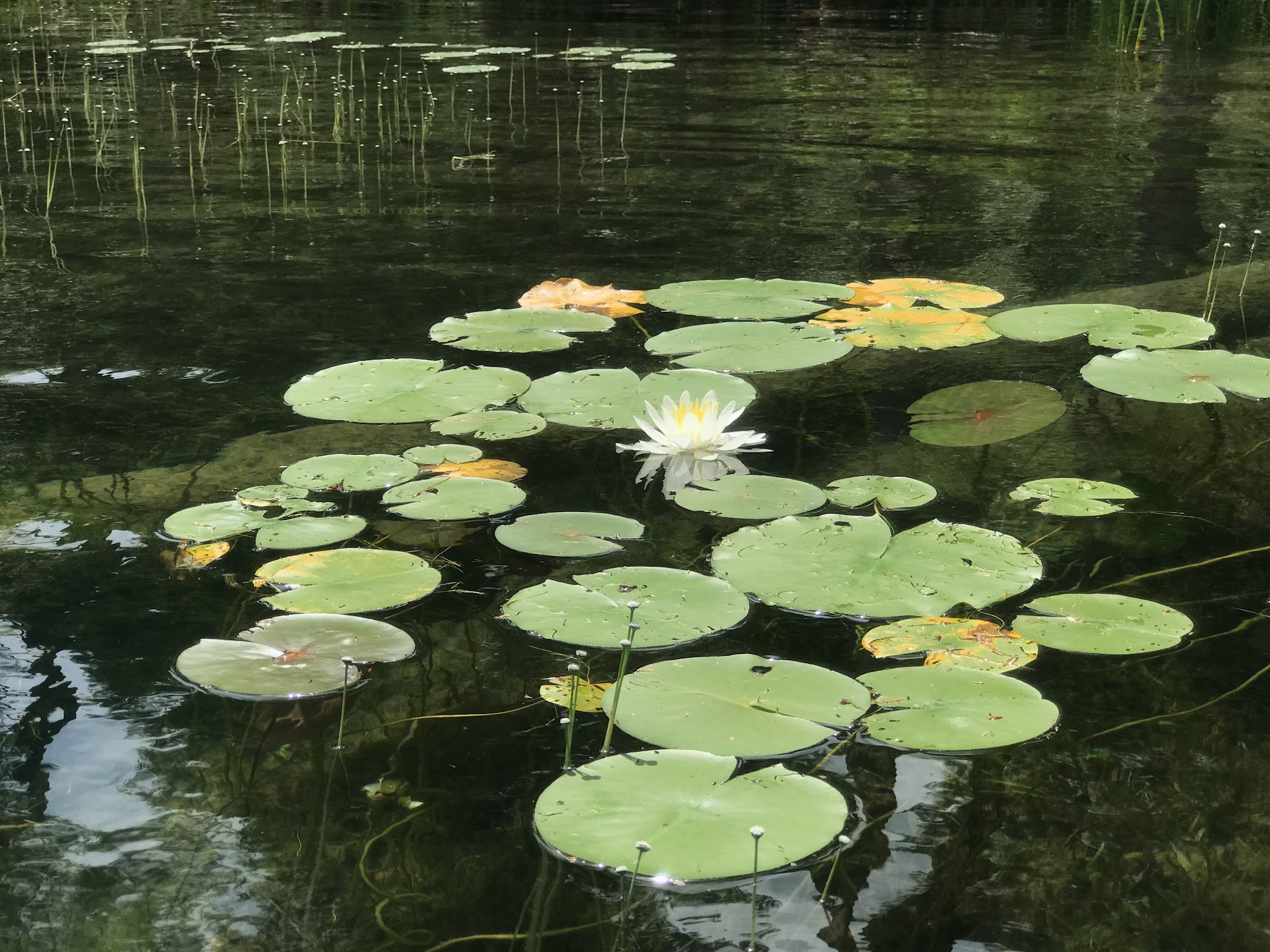 Narrow Island (Lake George Is)