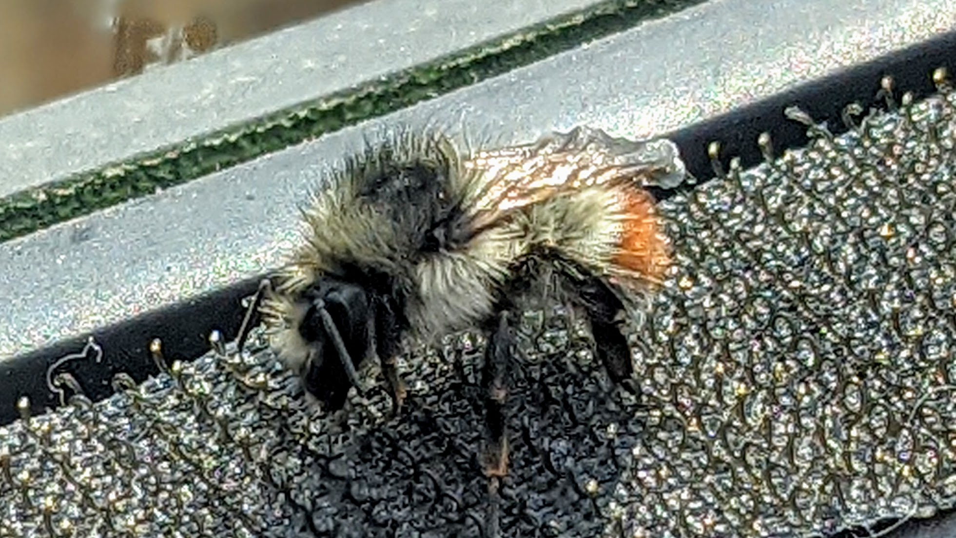 Nash Fork Campground