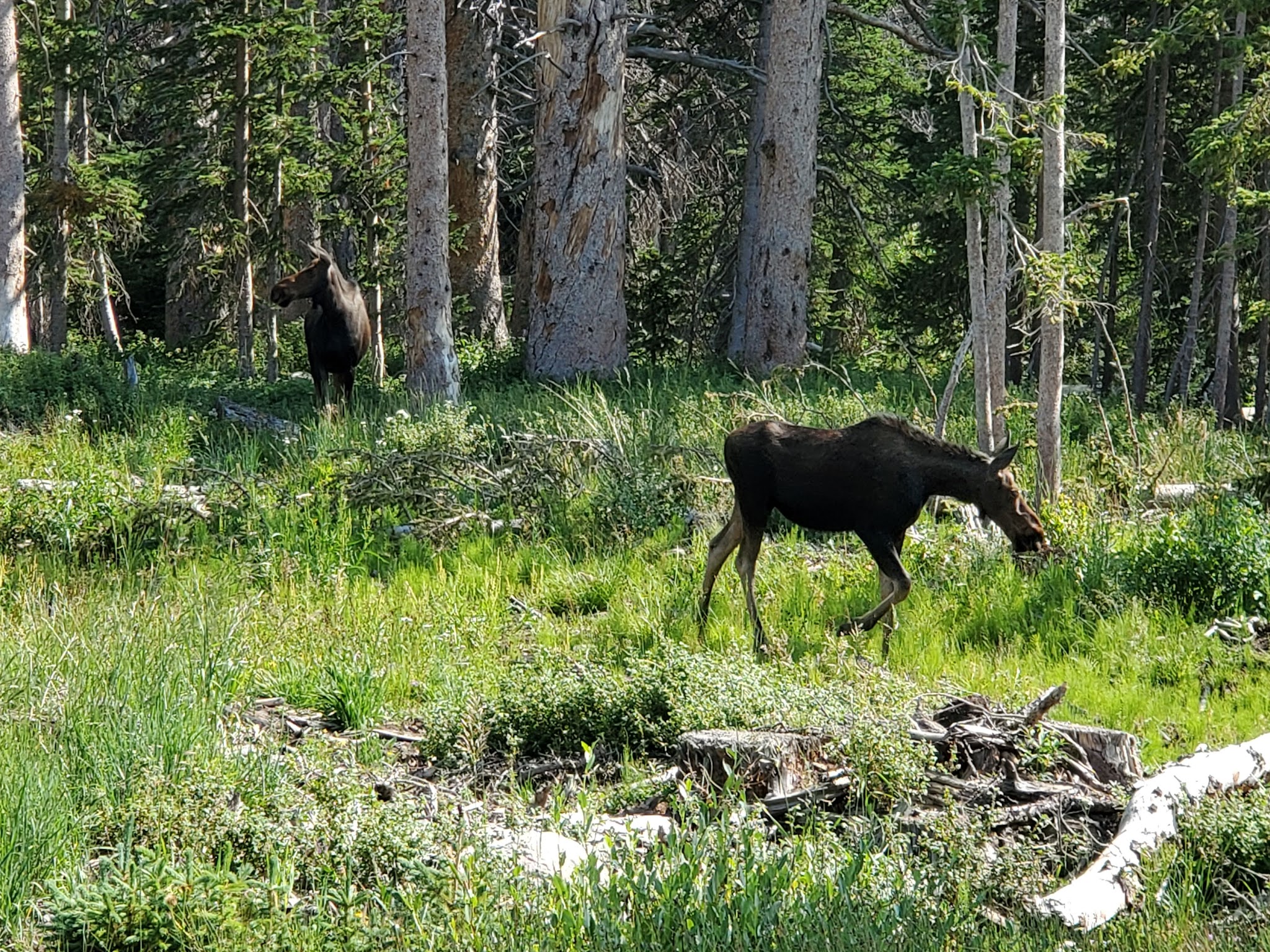 Nash Fork Campground