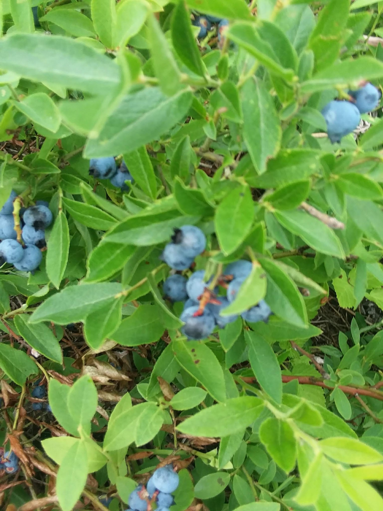 Natalie State Forest Campground