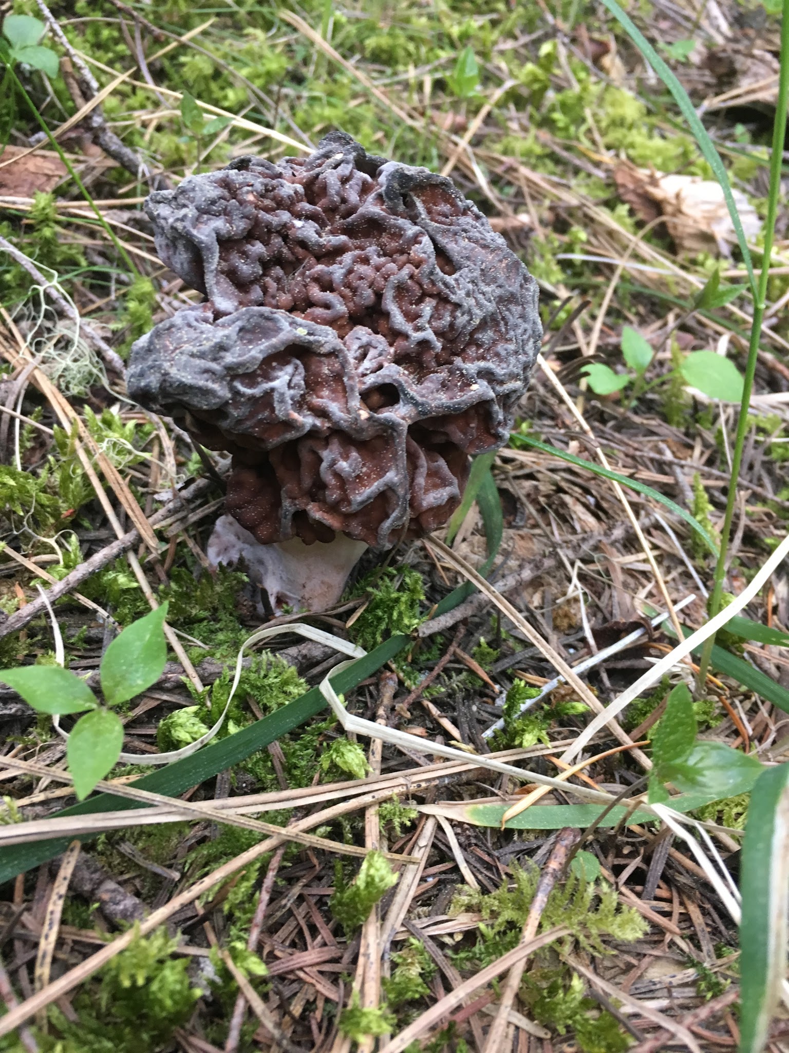 Natural Bridge Campground