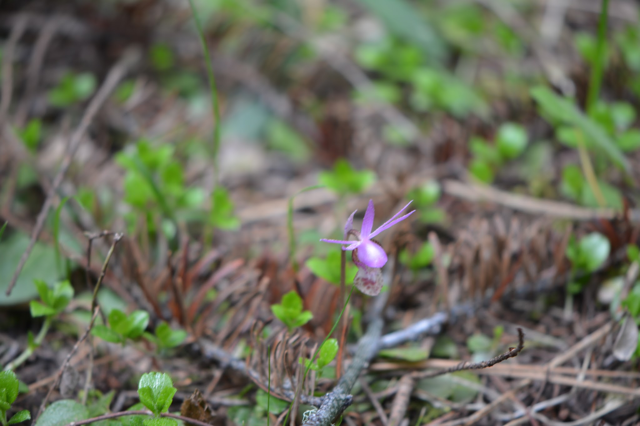Natural Bridge Campground