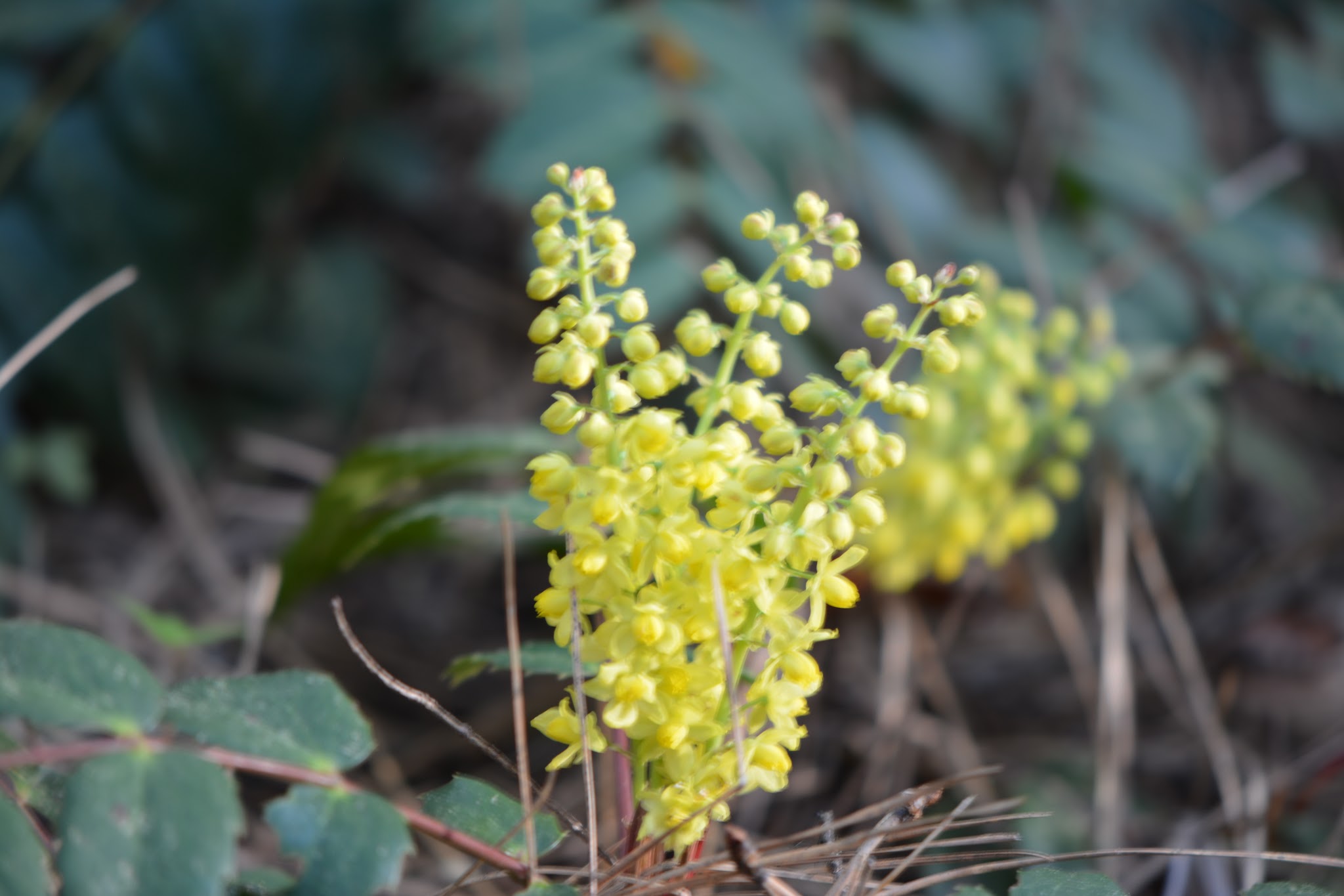 Natural Bridge Campground