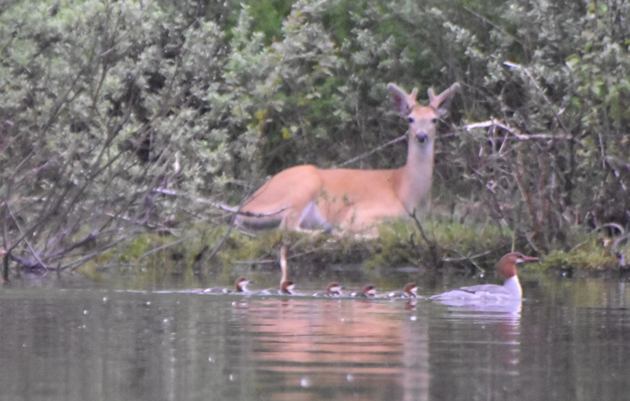 Geisinger Campground