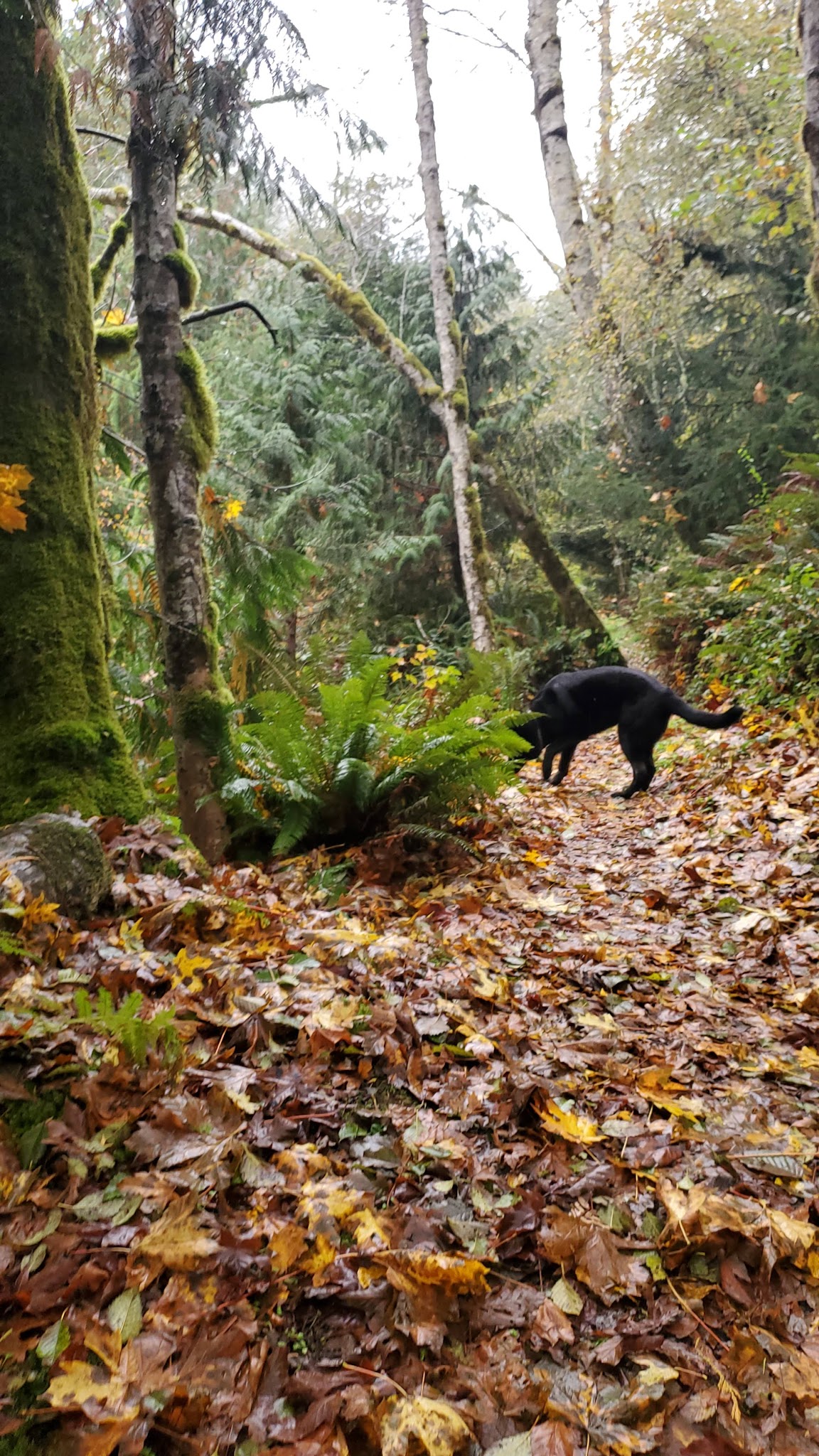 Nehalem Falls Campground