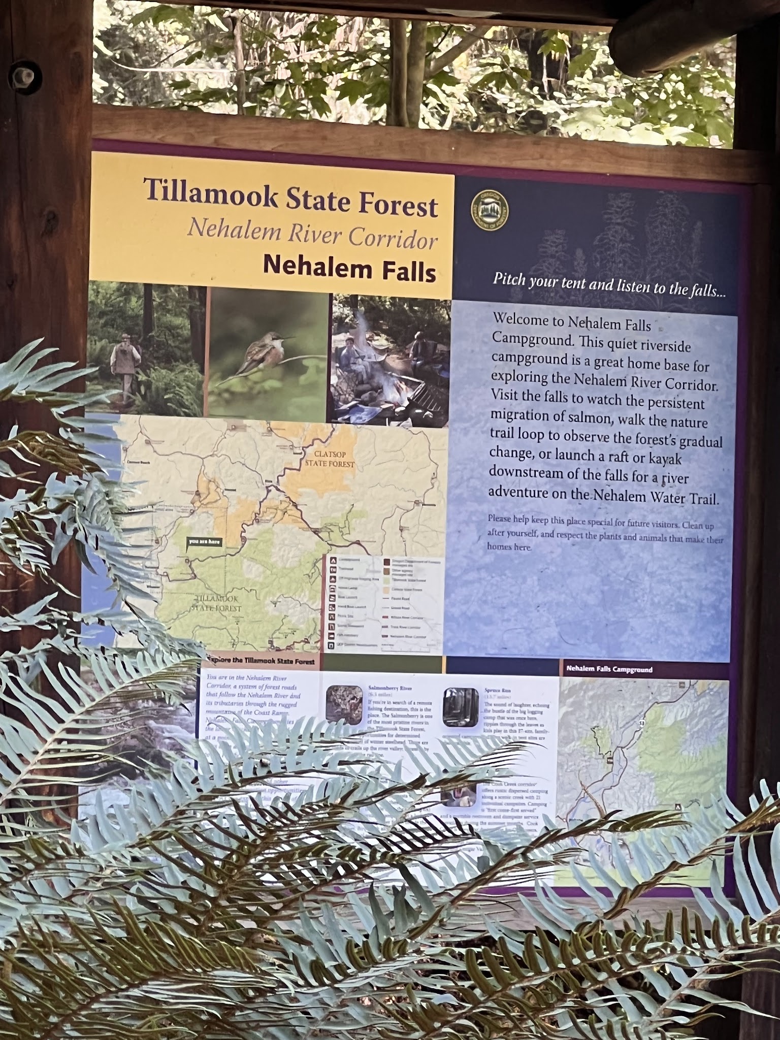 Nehalem Falls Campground