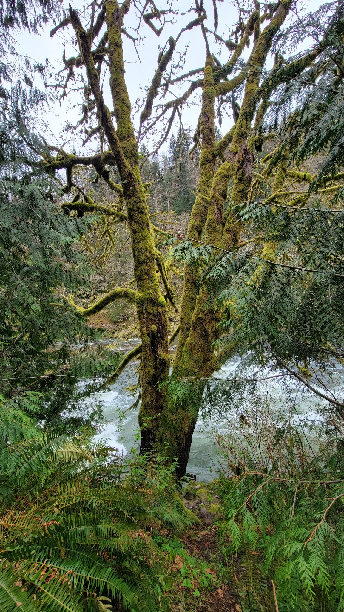 Nehalem Falls Campground