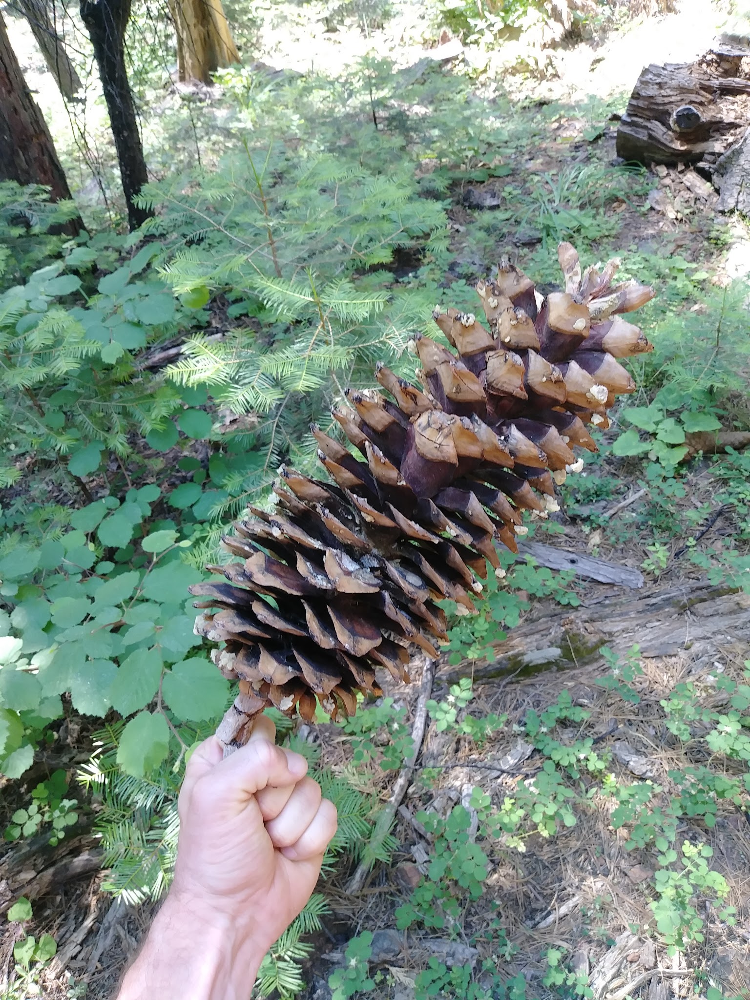 Nelder Grove Campground