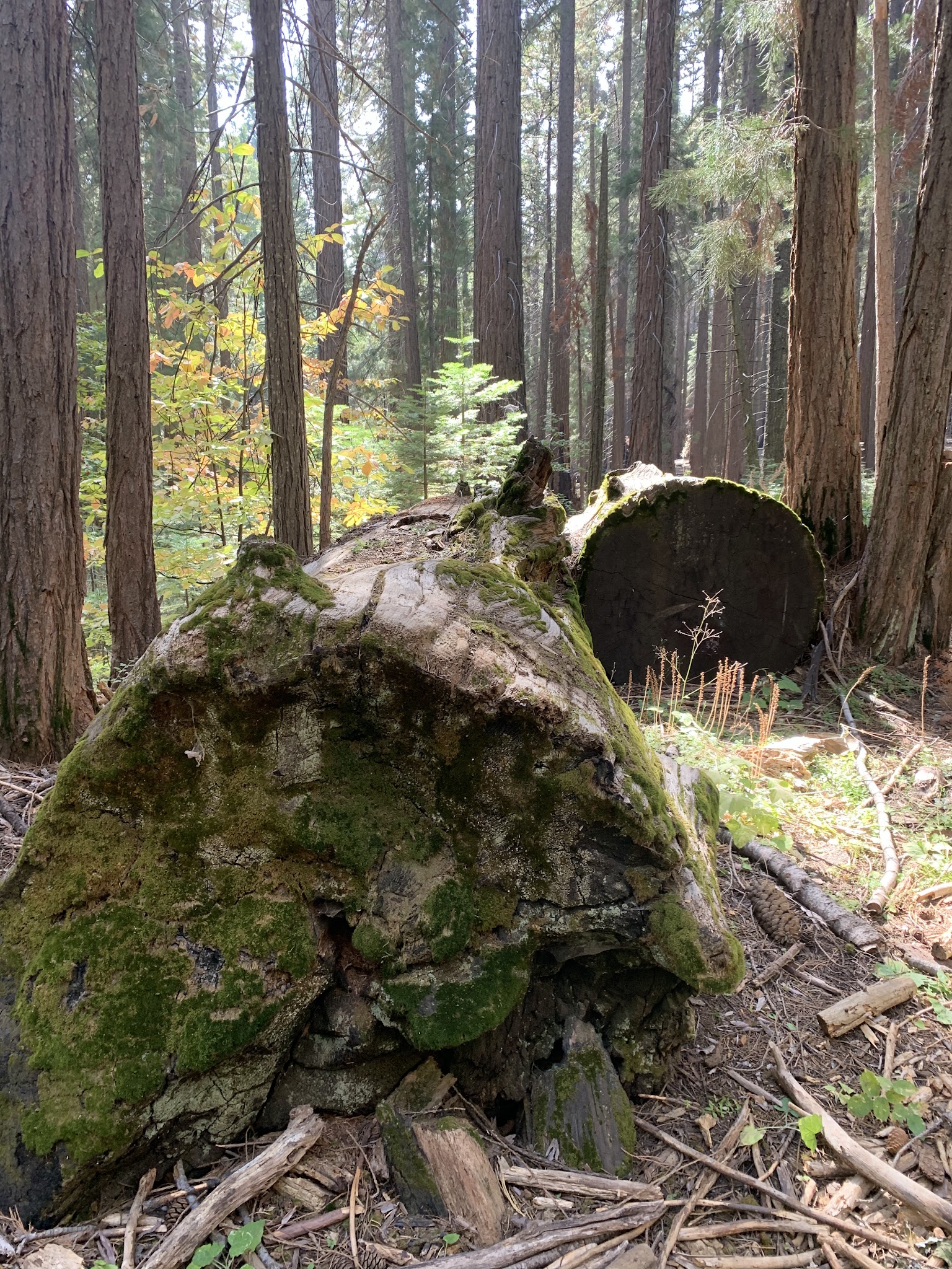 Nelder Grove Campground