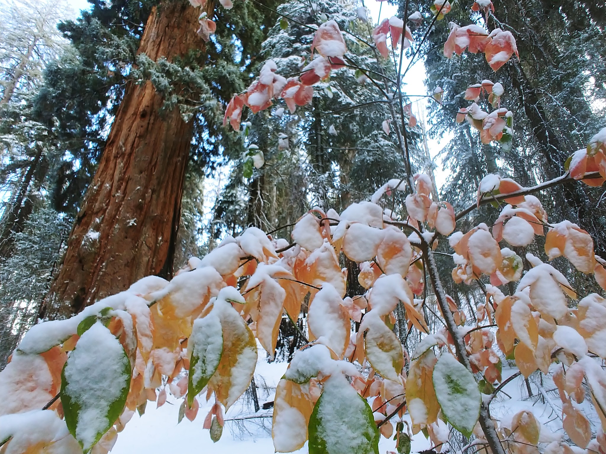 Nelder Grove Campground