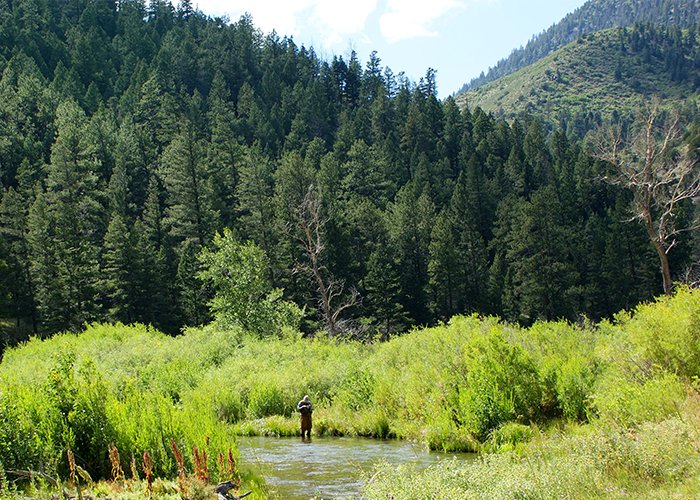 Cimarron Canyon