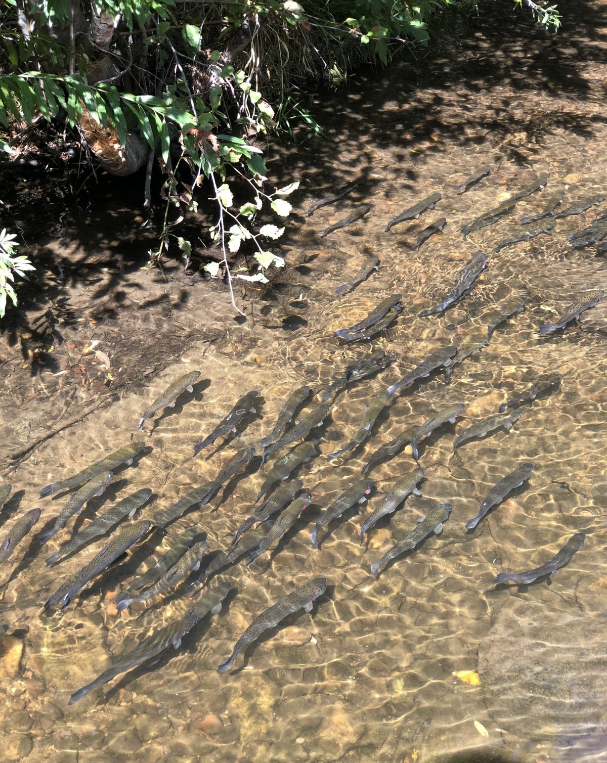 Coyote Creek