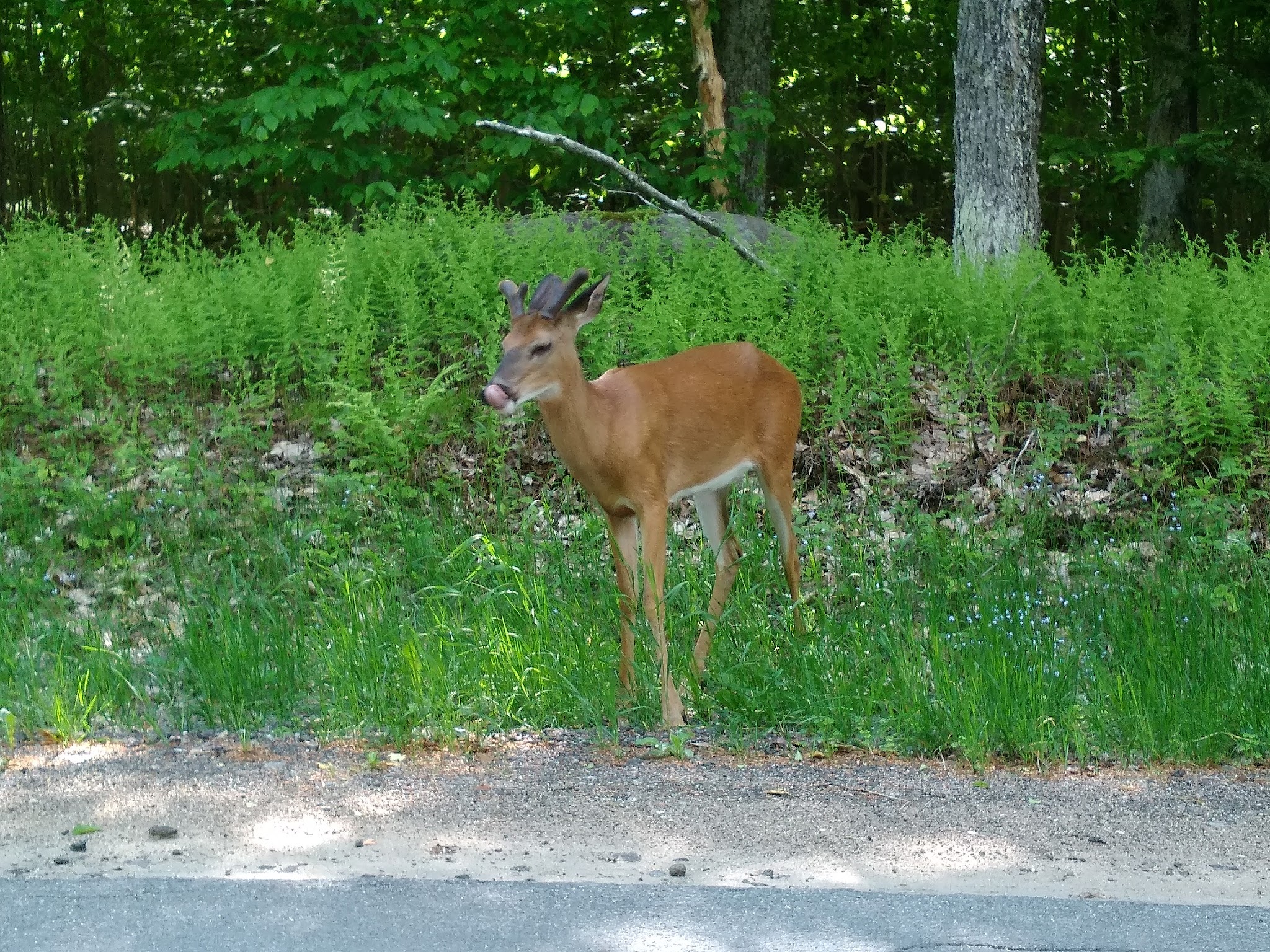 Nicks Lake Campground