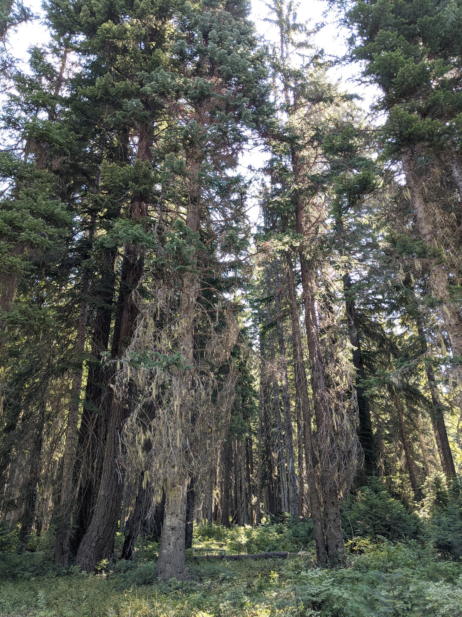 Nineteenmile Campground