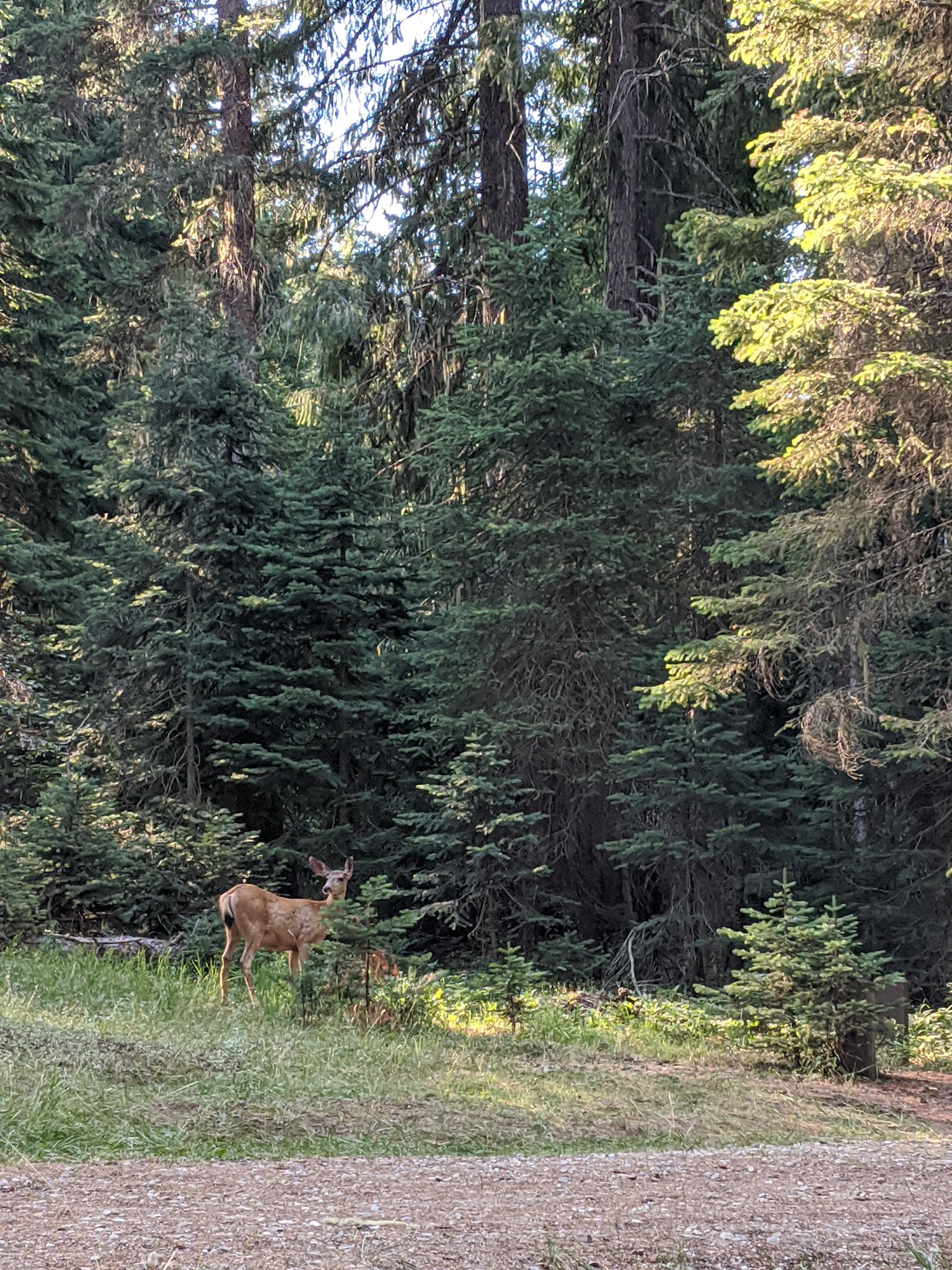 Nineteenmile Campground
