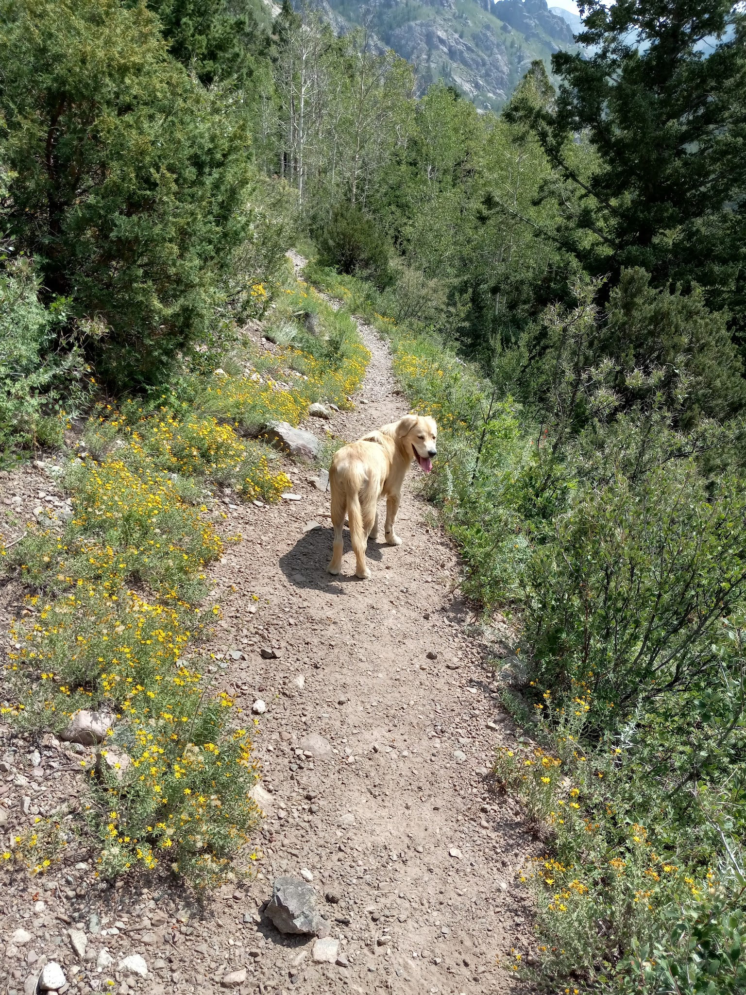 North Crestone Creek Campground