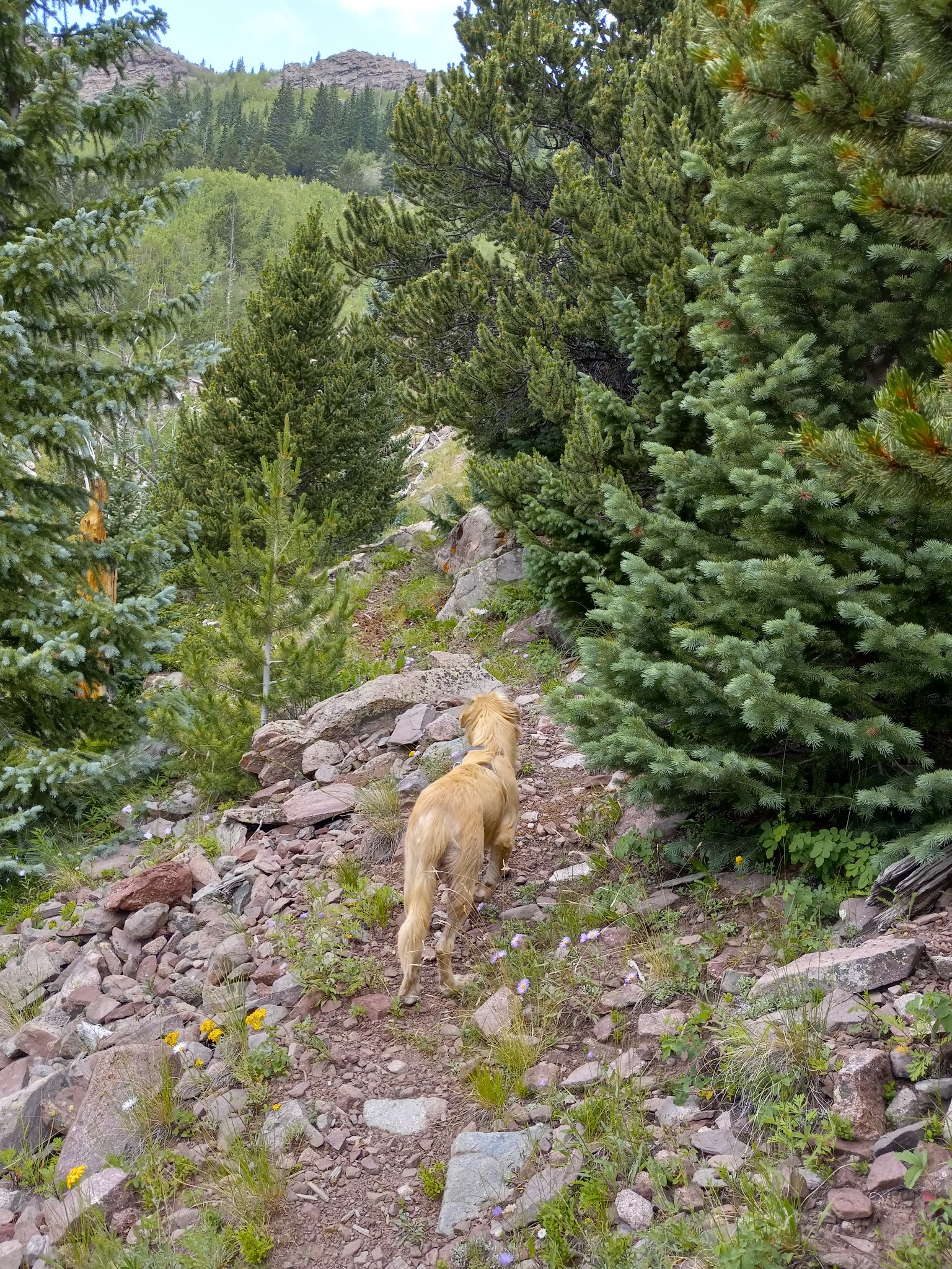 North Crestone Creek Campground