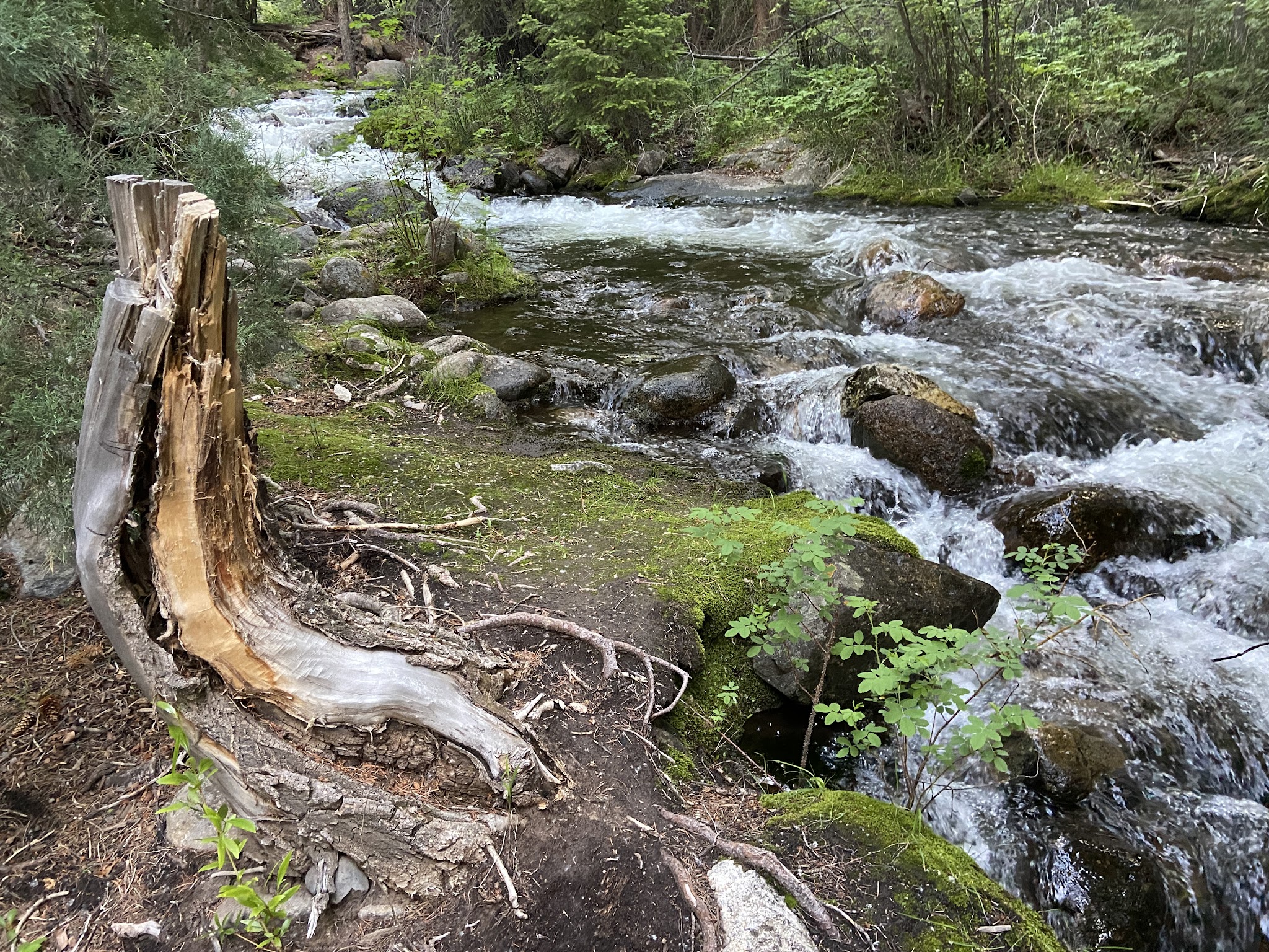 North Crestone Creek Campground