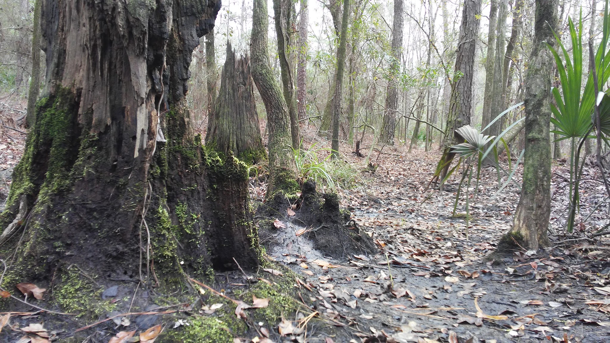 North Fork Black Creek Camp Zone Jennings State Forest
