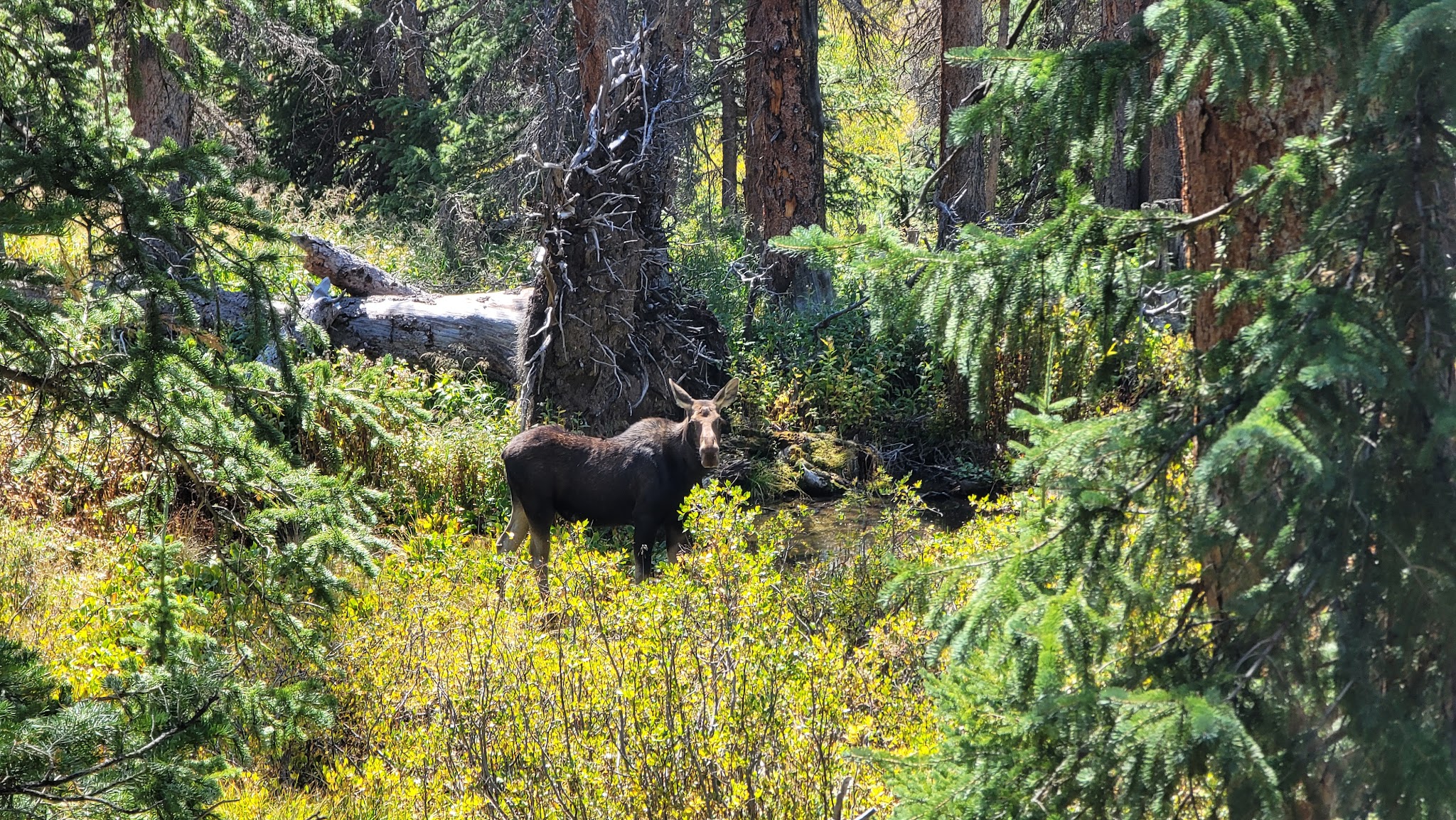 North Fork Campground
