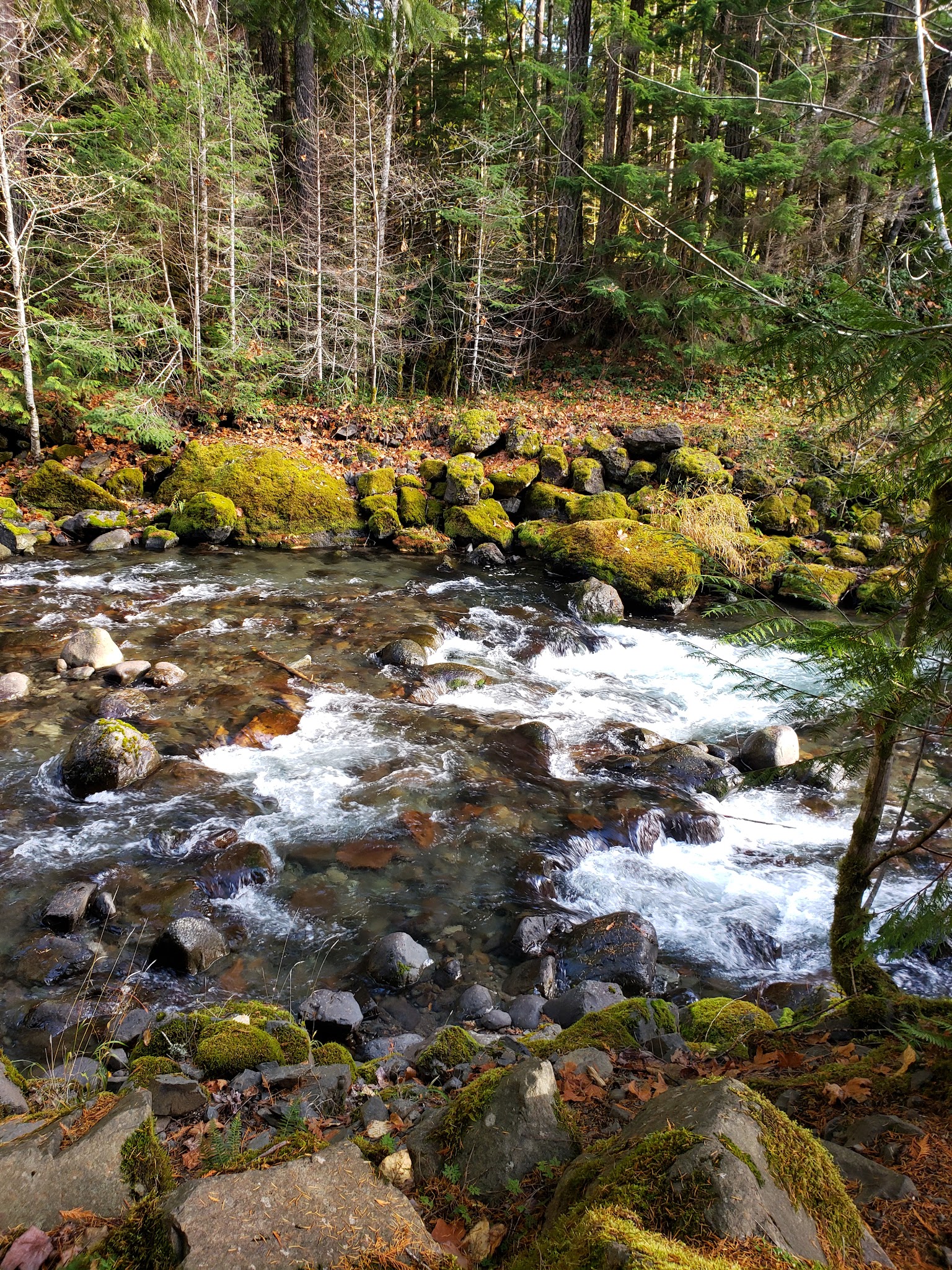 North Fork Campground (Wa)