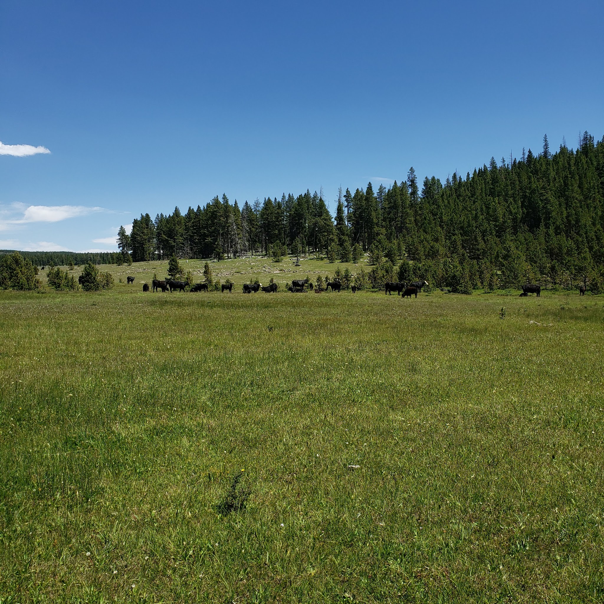 North Fork Camping Area