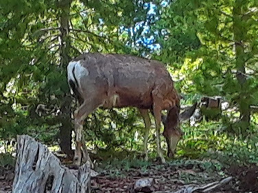 North Fork Camping Area