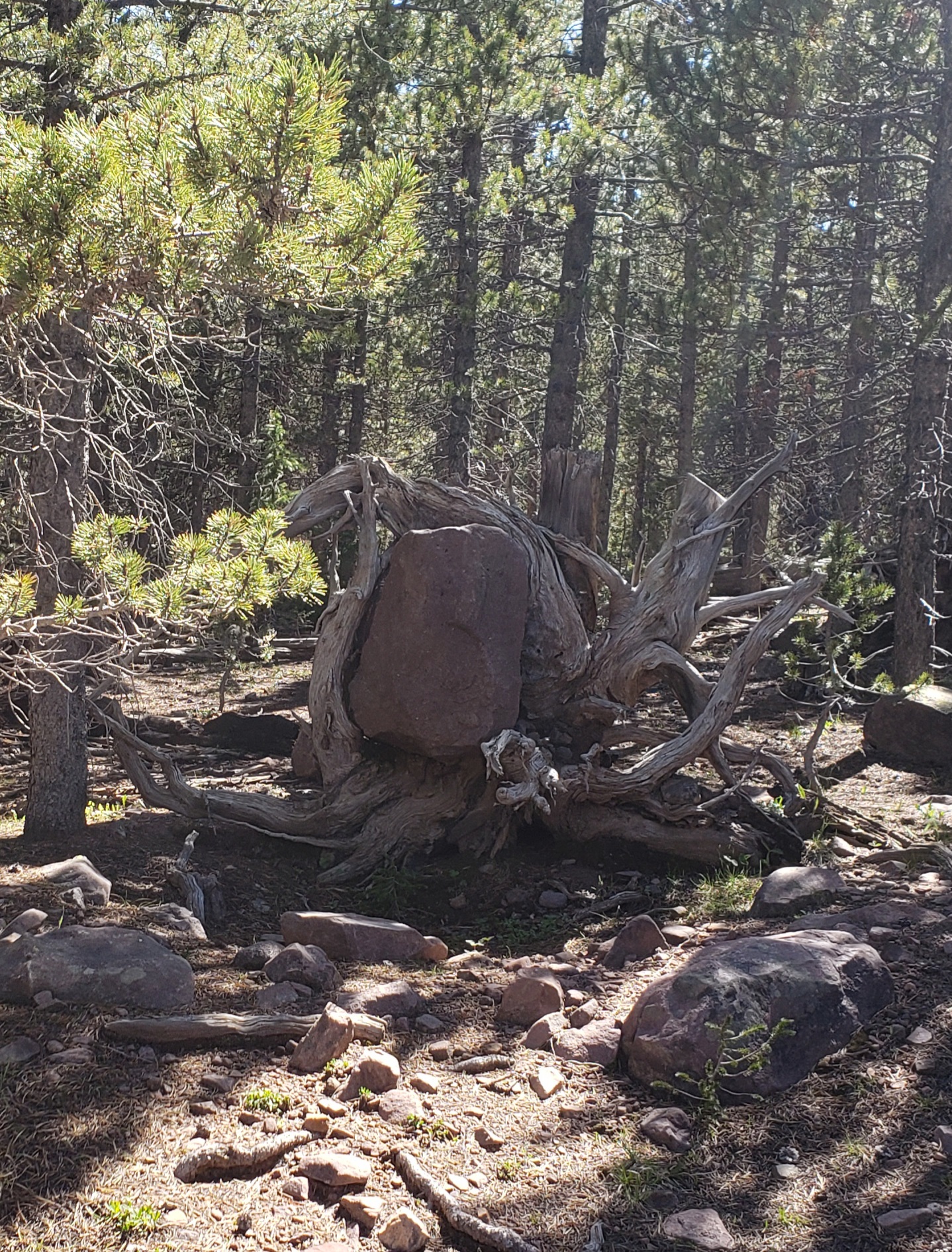North Fork Camping Area
