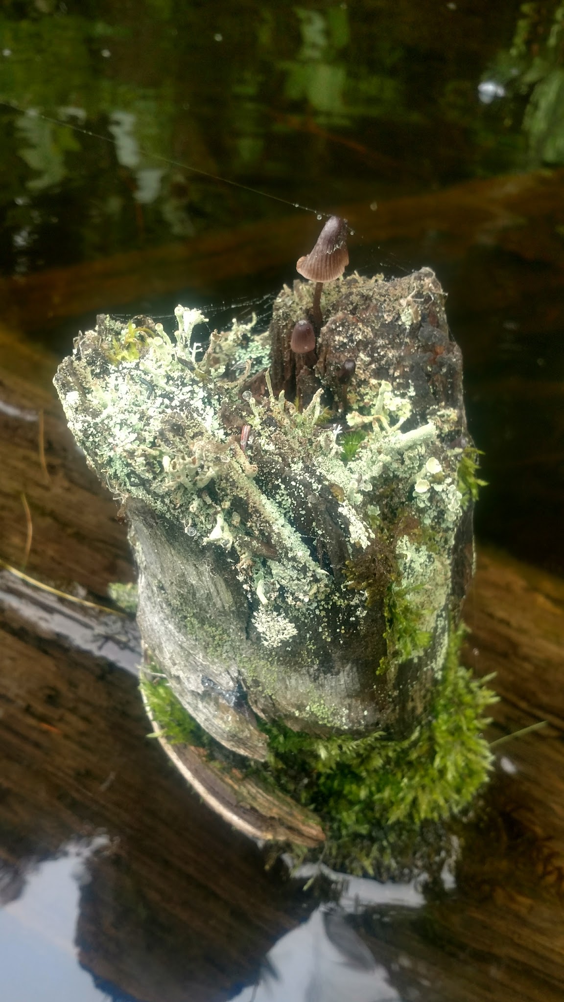 North Gemini Lake State Forest Campground