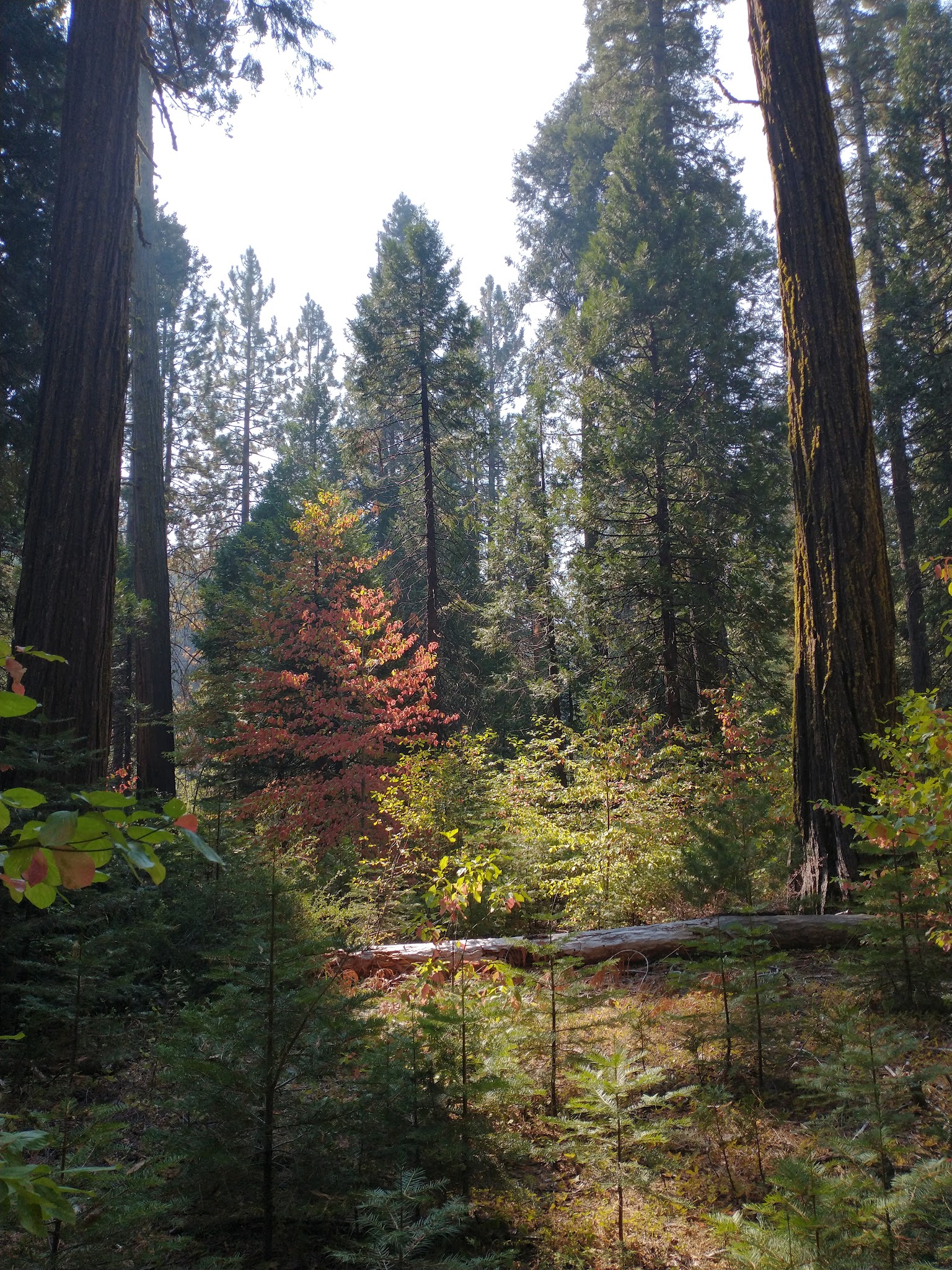 North Grove Campground