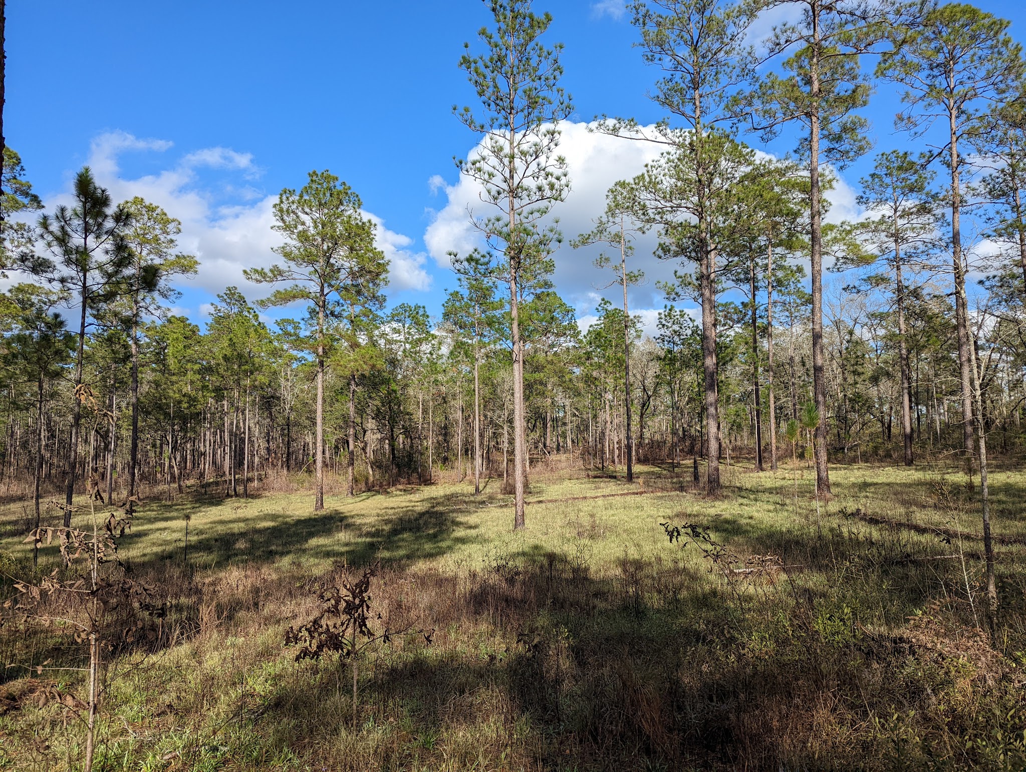 Hurricane Lake North Youth Group Camp Blackwater River State Forest